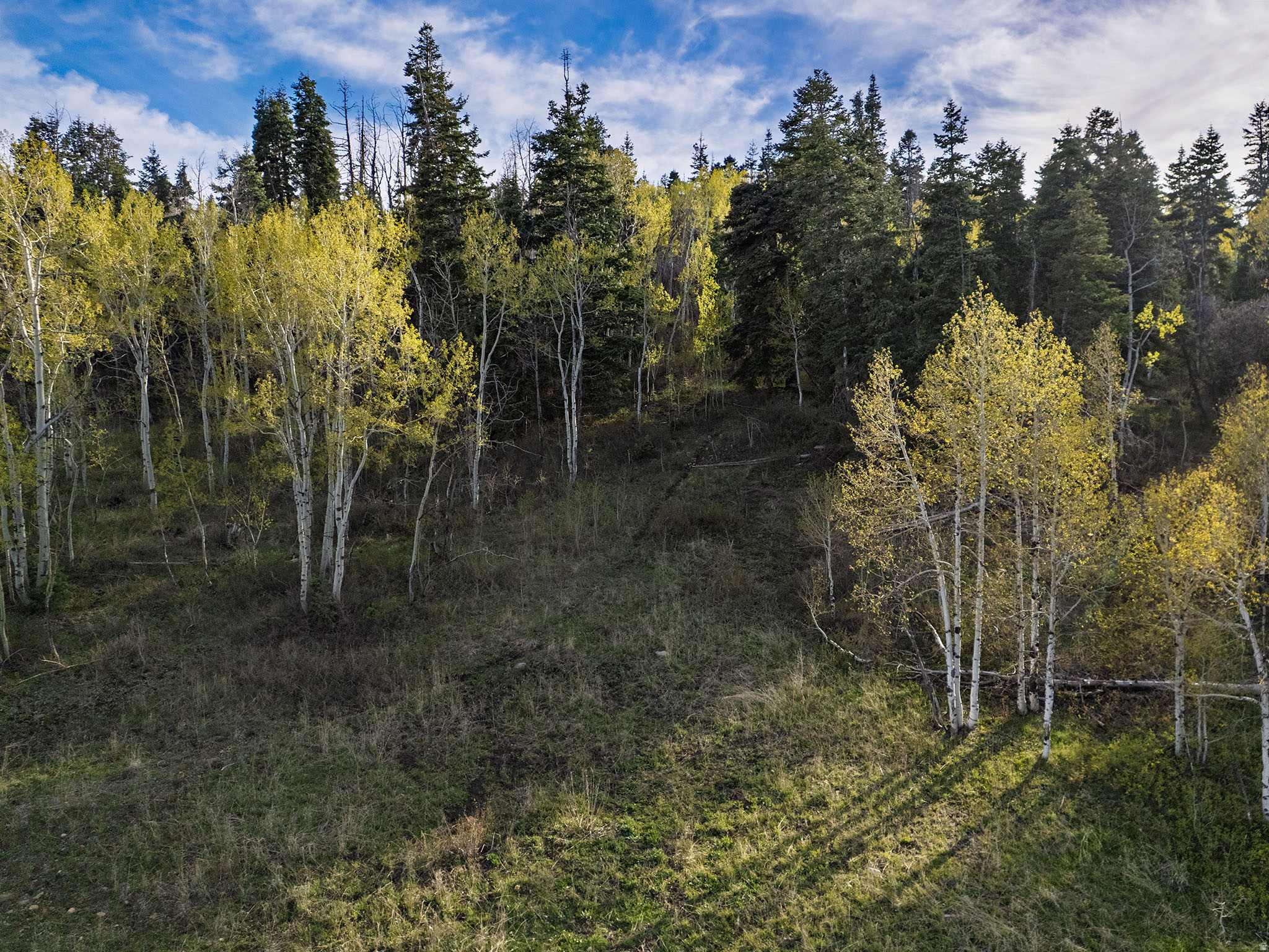 FOREST MEADOW - Land