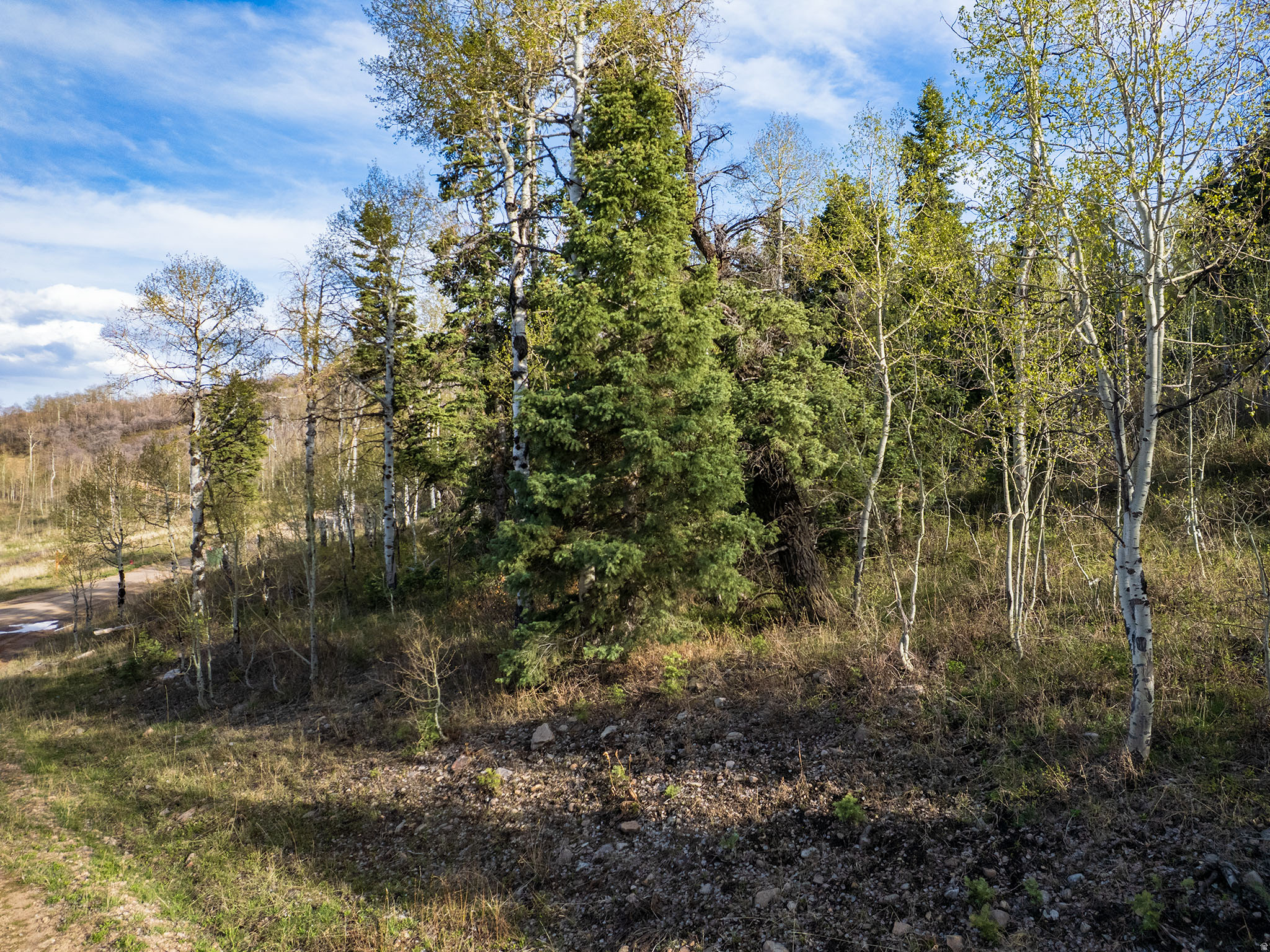FOREST MEADOW - Land