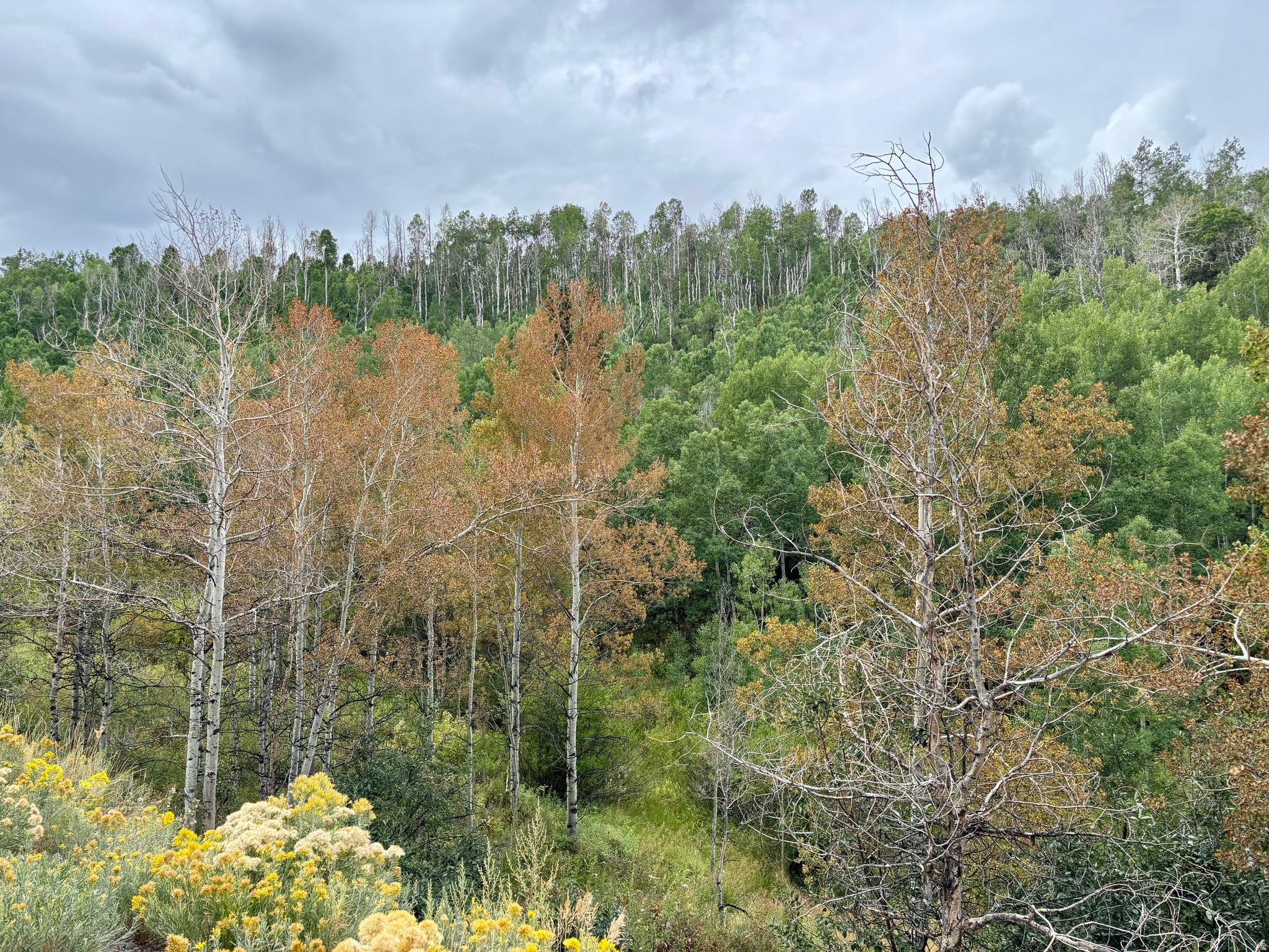 TIMBER LAKES - Land