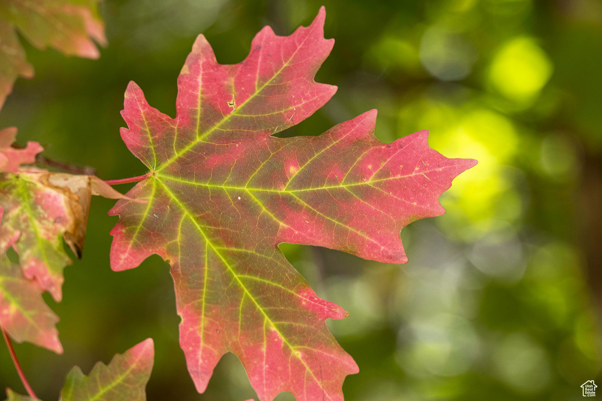 NORTH FORK ESTATES - Land