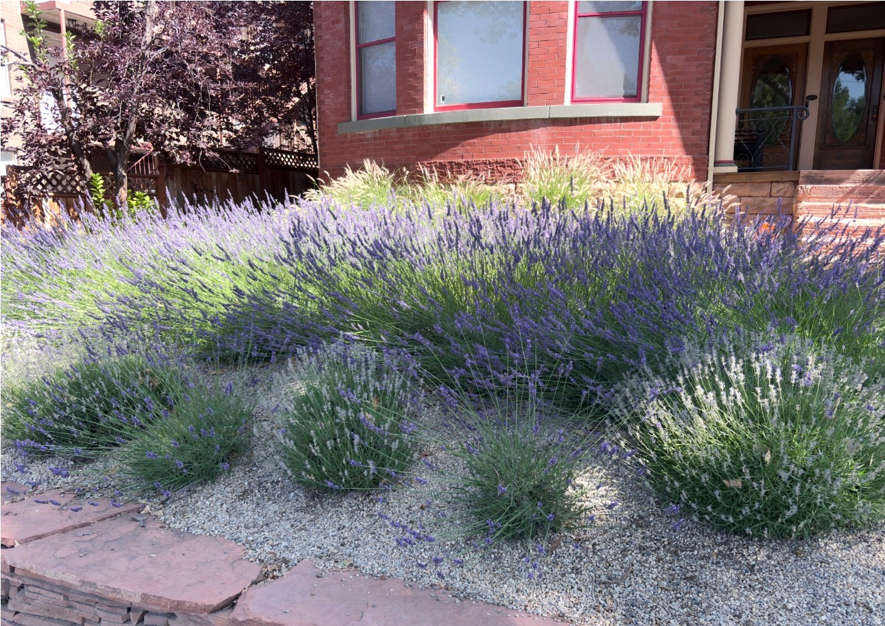 AVENUES - Residential