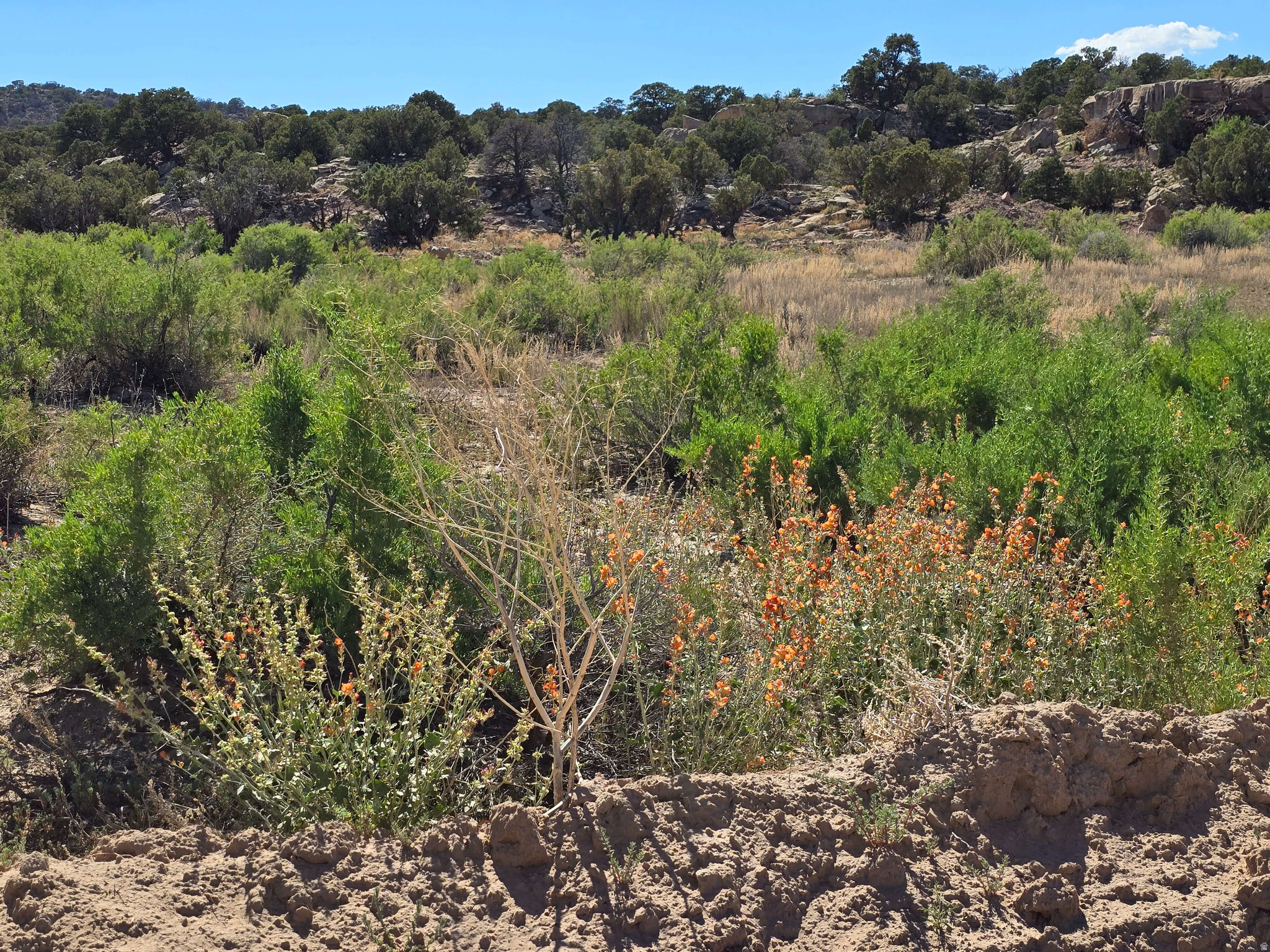 BUCKHORN MESA - Land