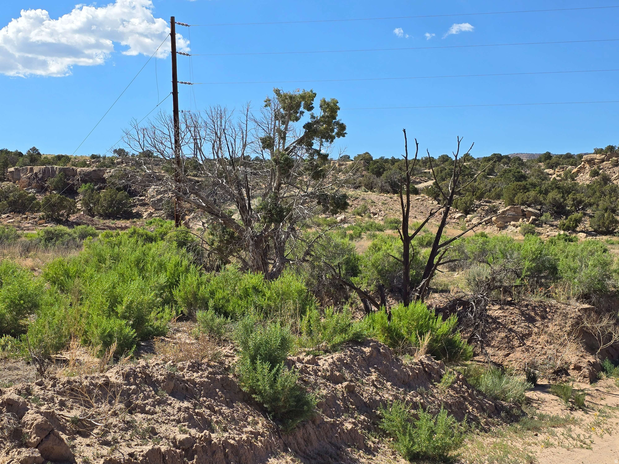 BUCKHORN MESA - Land