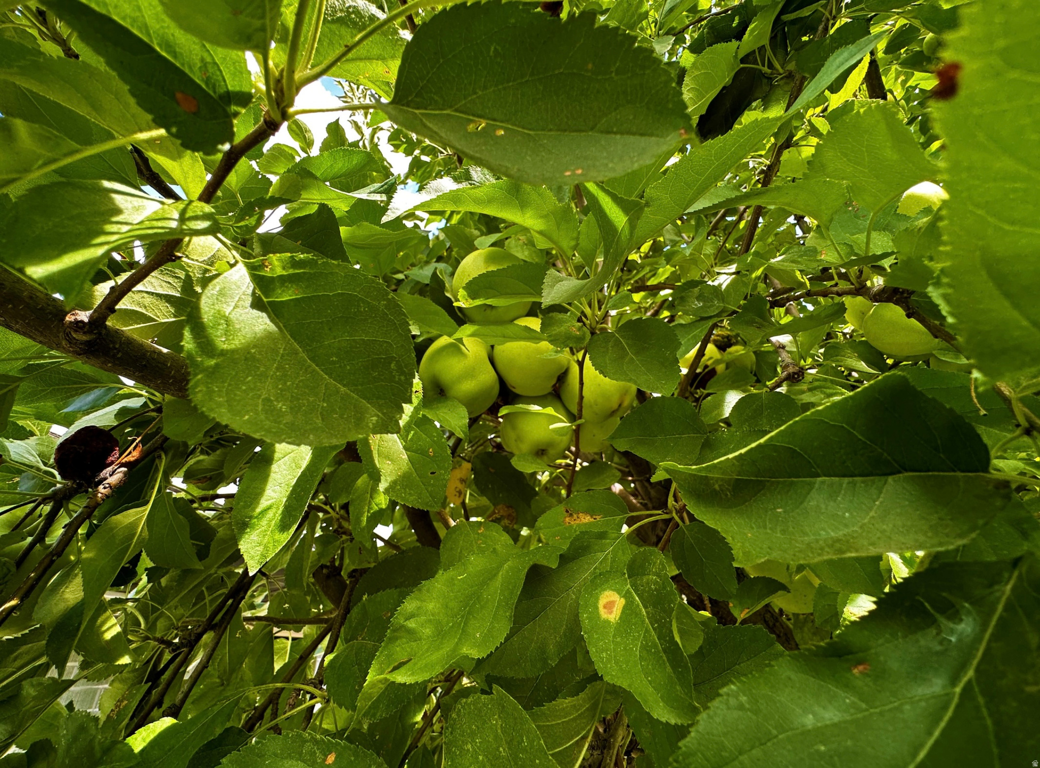 SAGE HILL - Residential