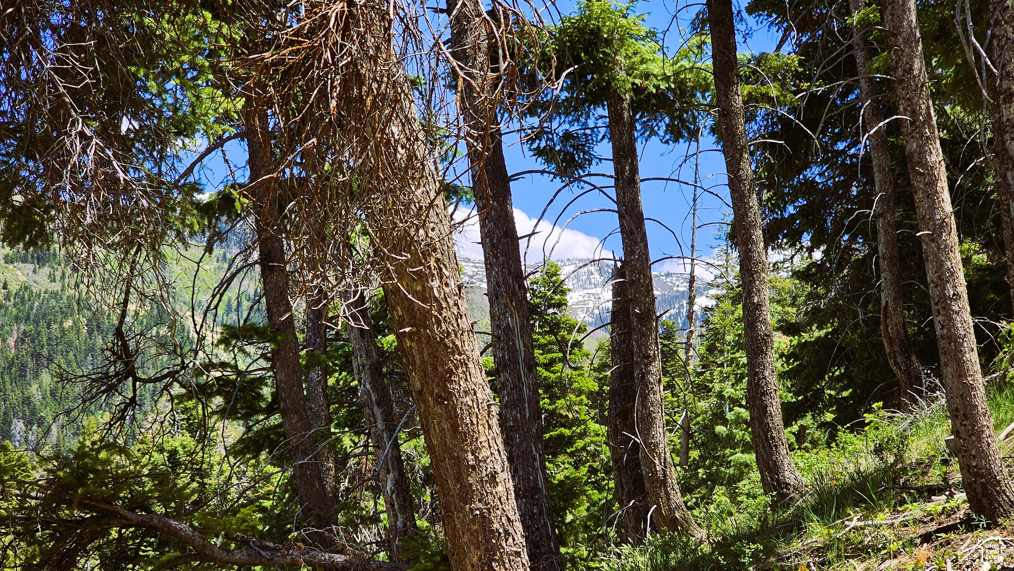 PINE CREEK RANCH ACRES SUBDIVISION - Land