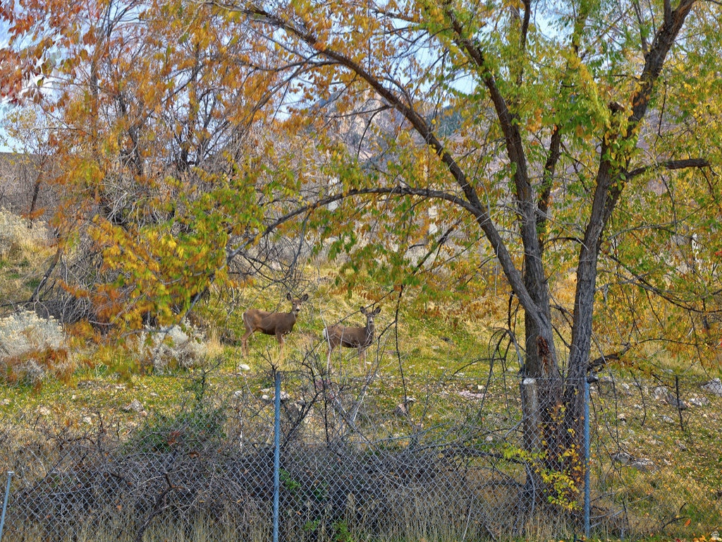 WALLACE LANE - Residential