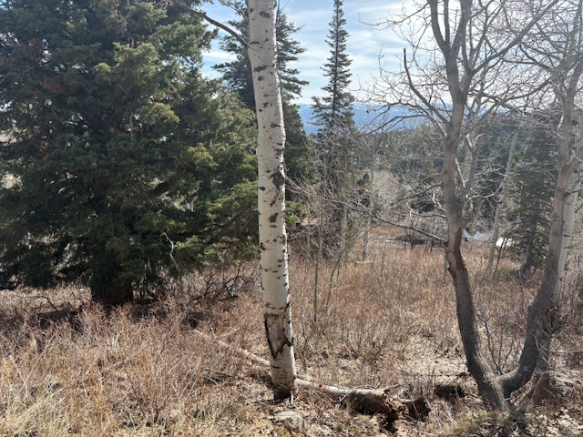 PINE MEADOW RANCH PLAT F - Land