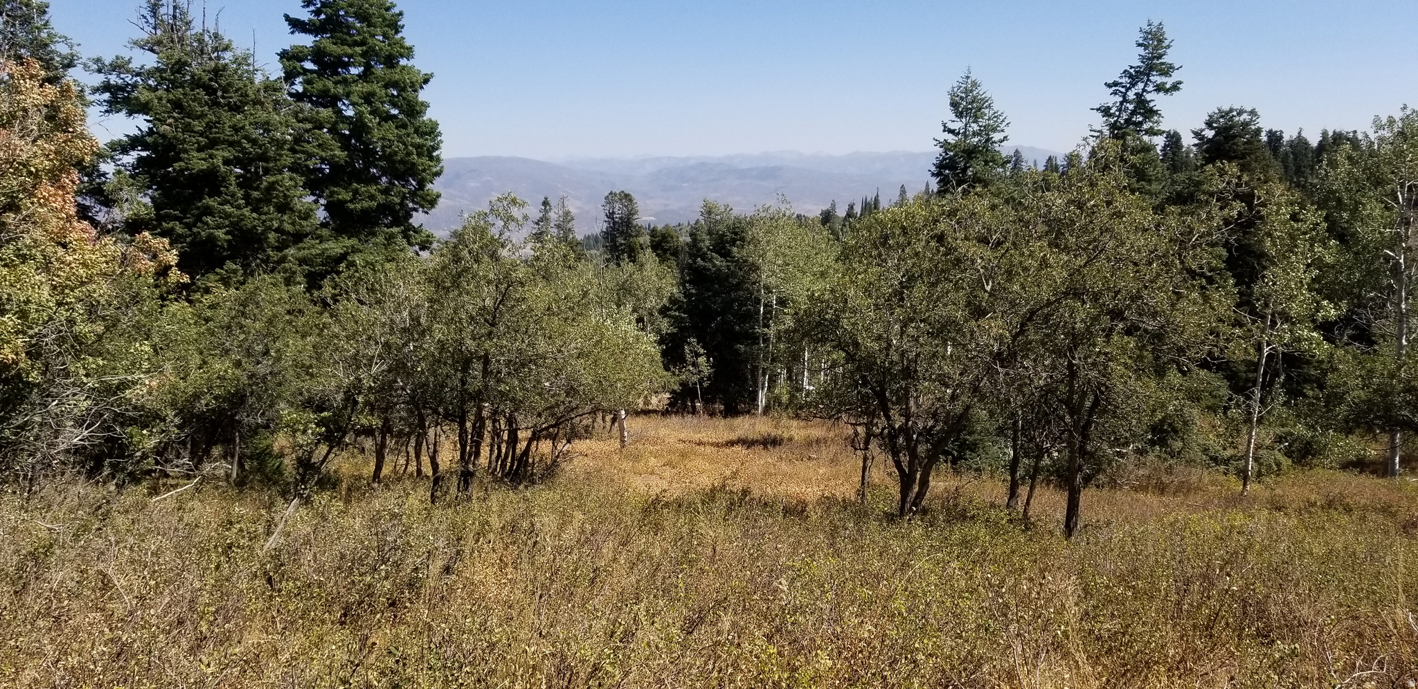 PINE MEADOW RANCH PLAT F - Land