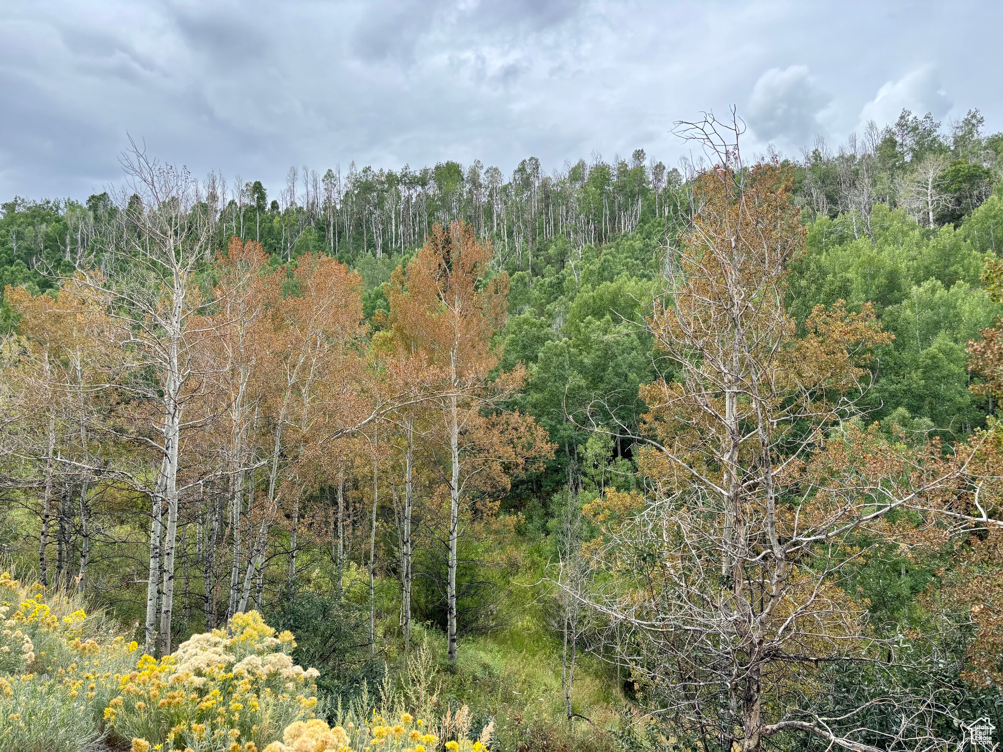 TIMBER LAKES - Land