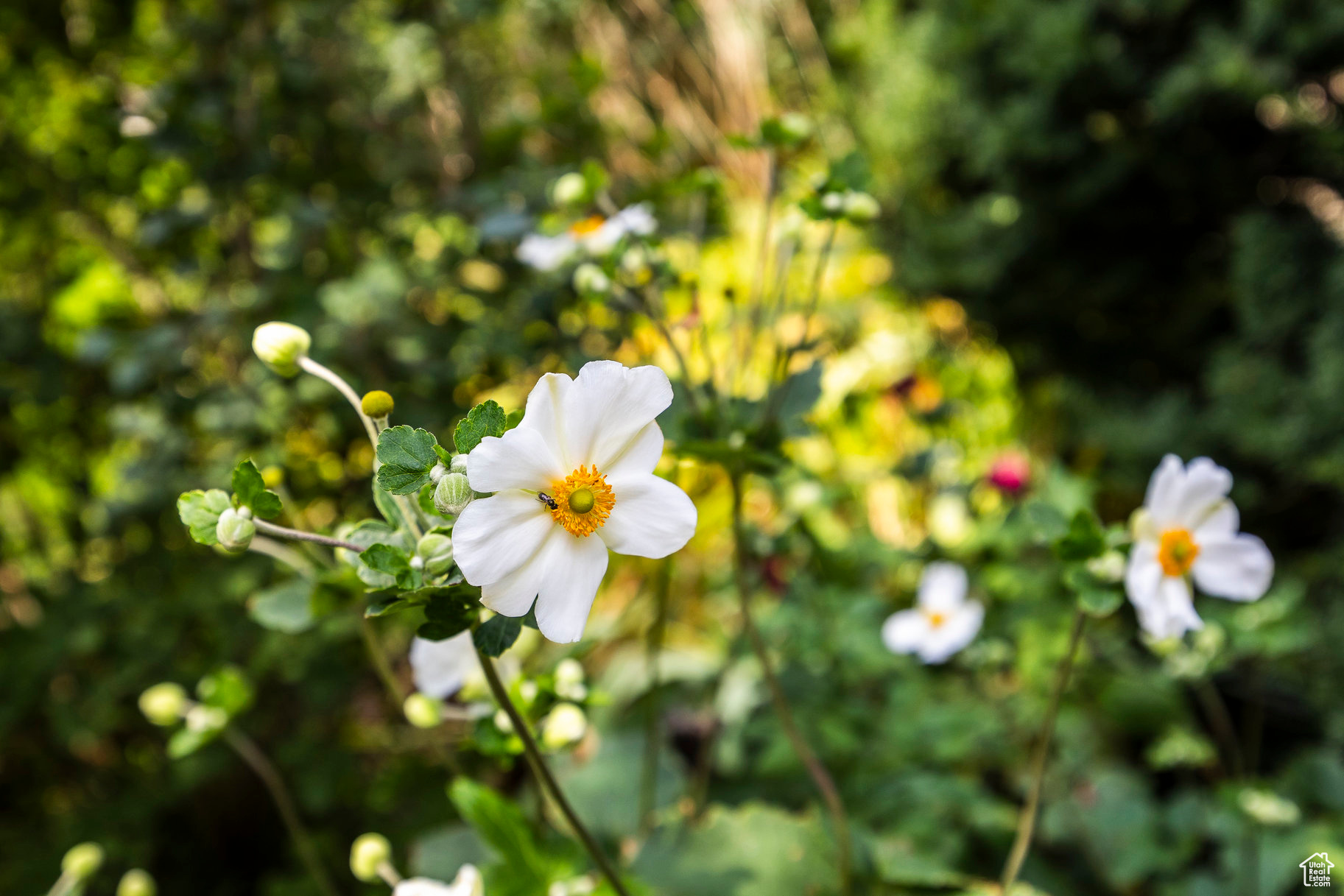 MAYFLOWER - Residential