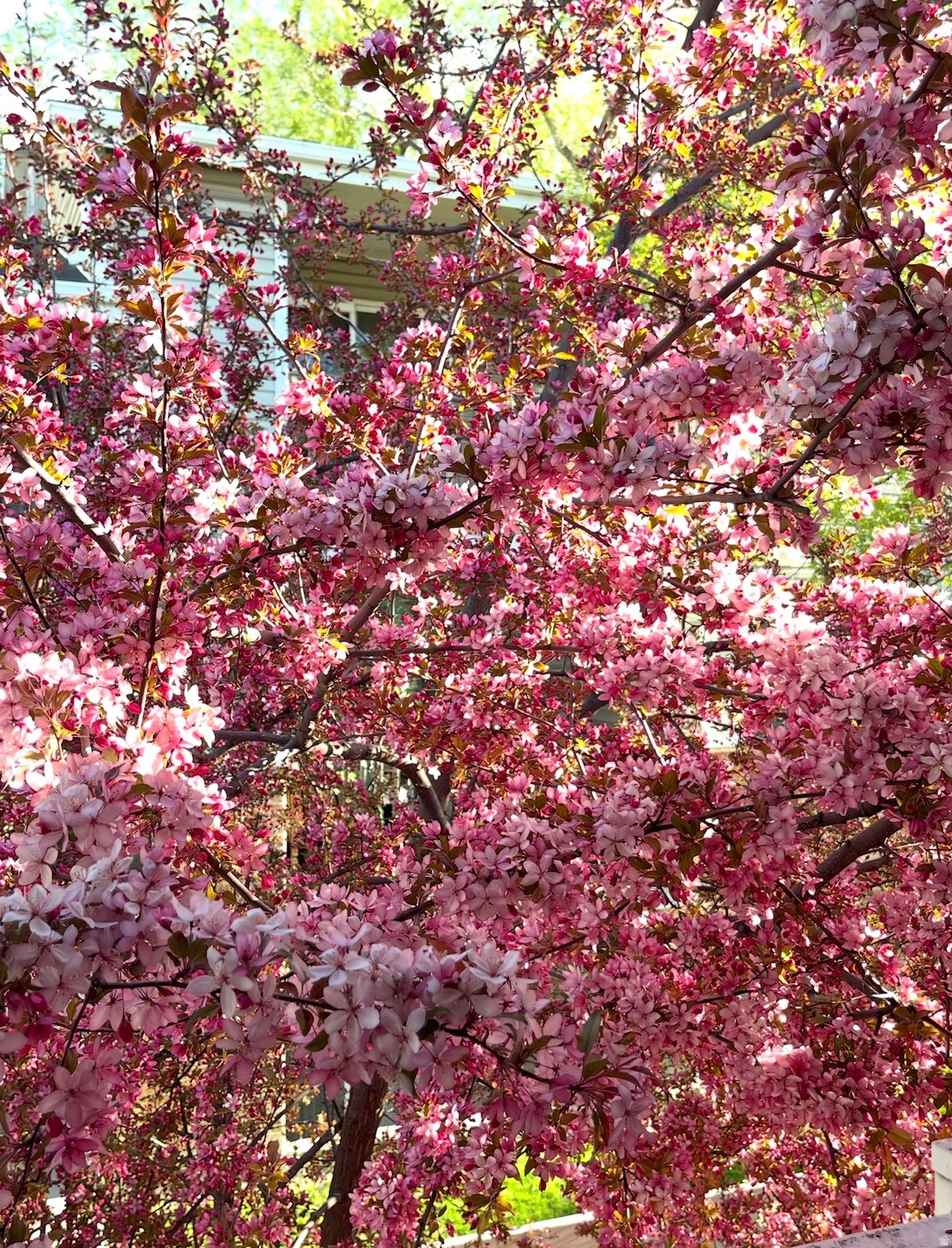 WHITE MAPLE PLACE - Residential