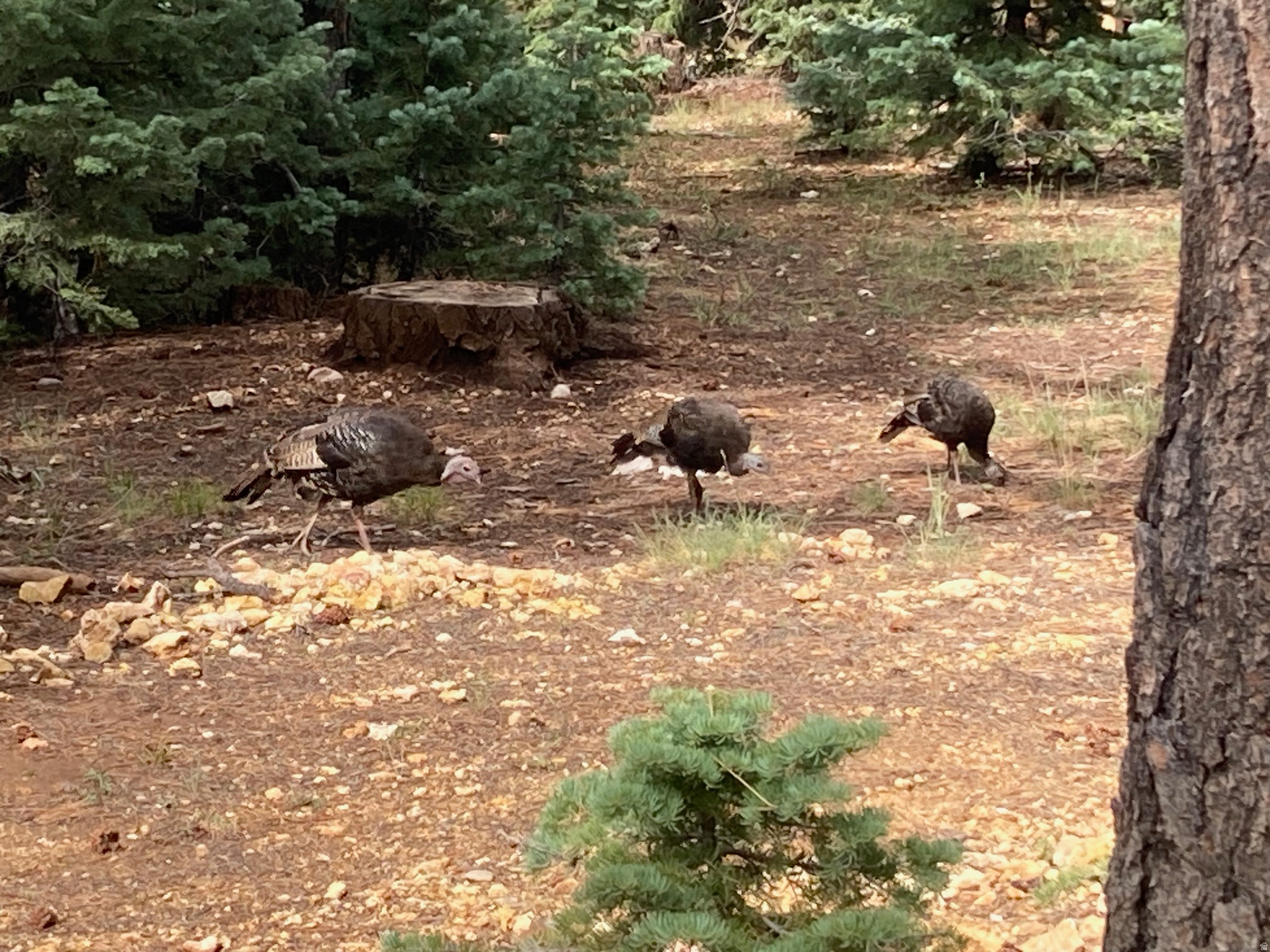 COLOR COUNTRY SUBDIVISION - Land