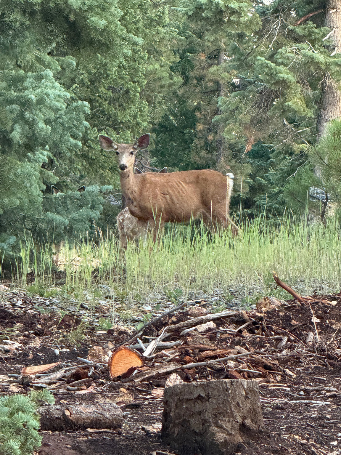 COLOR COUNTRY SUBDIVISION - Land