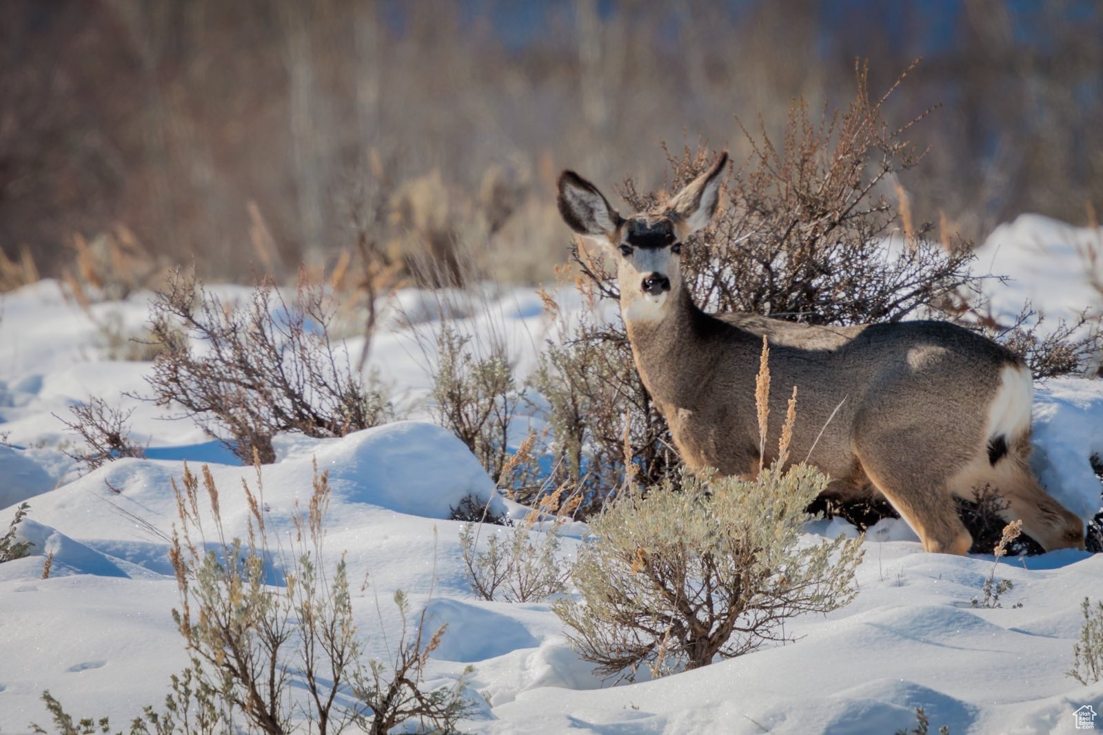 CAUSEY ESTATES - Land