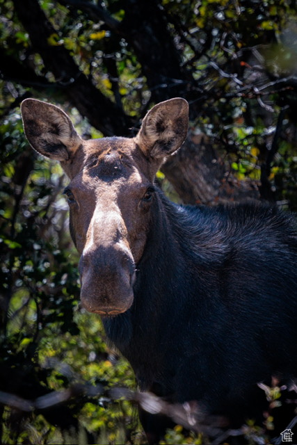 CAUSEY ESTATES - Land