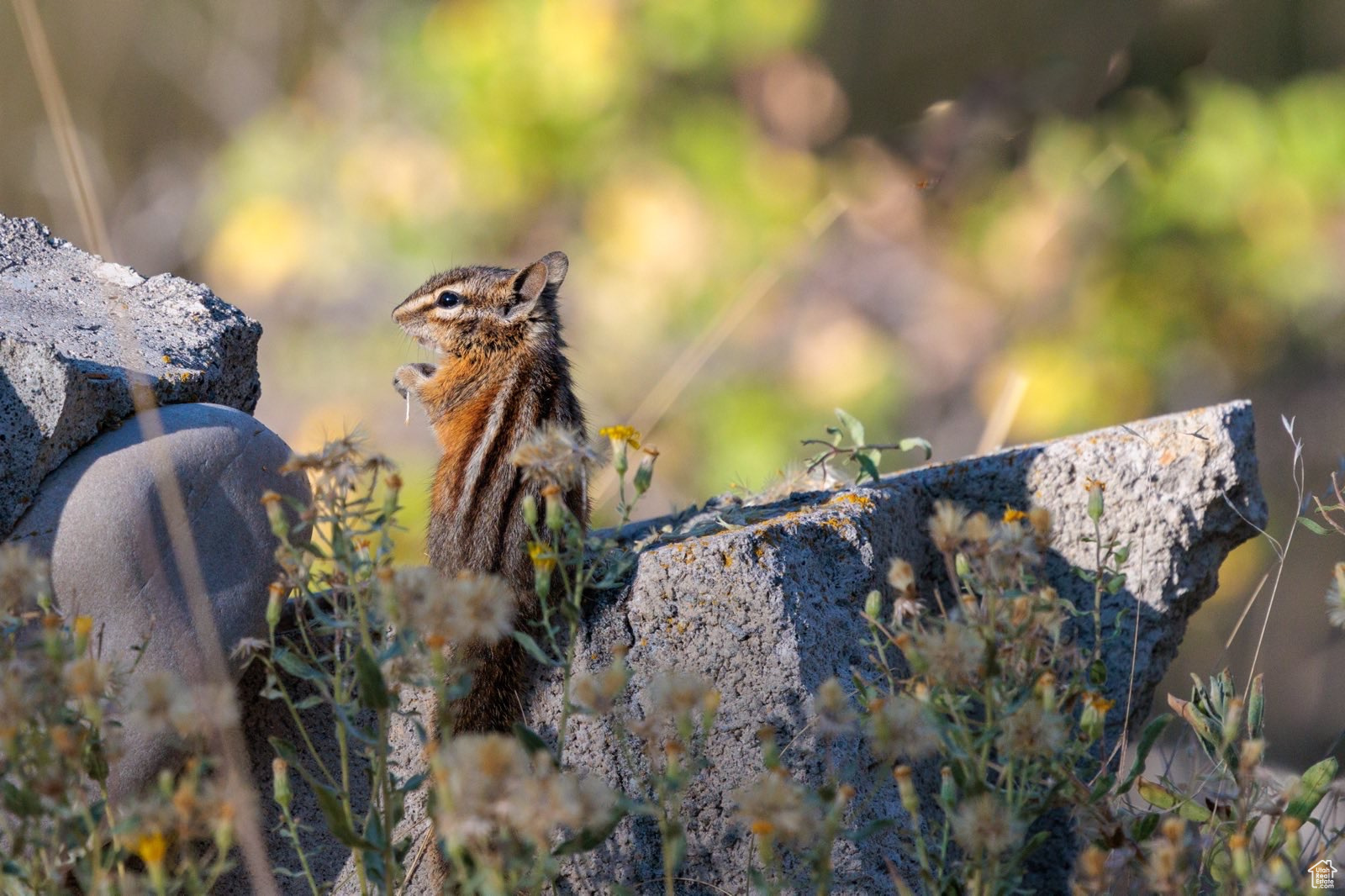 CAUSEY ESTATES - Land