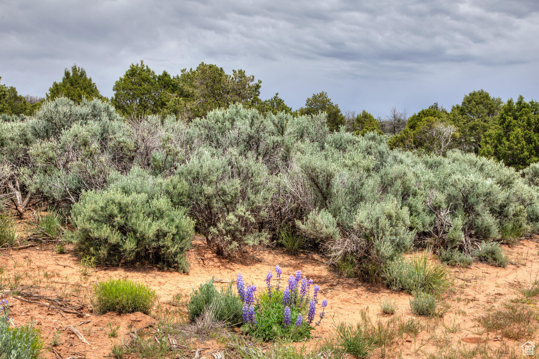 #22, Monticello, Utah image 5