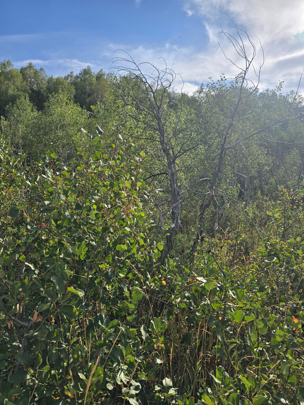 Photo of Avon, UT 84328 (MLS # 2181829)