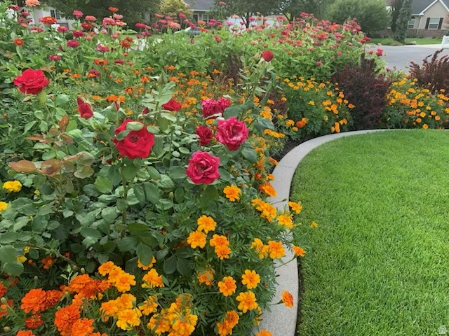 WINDSOR MEADOWS - Residential