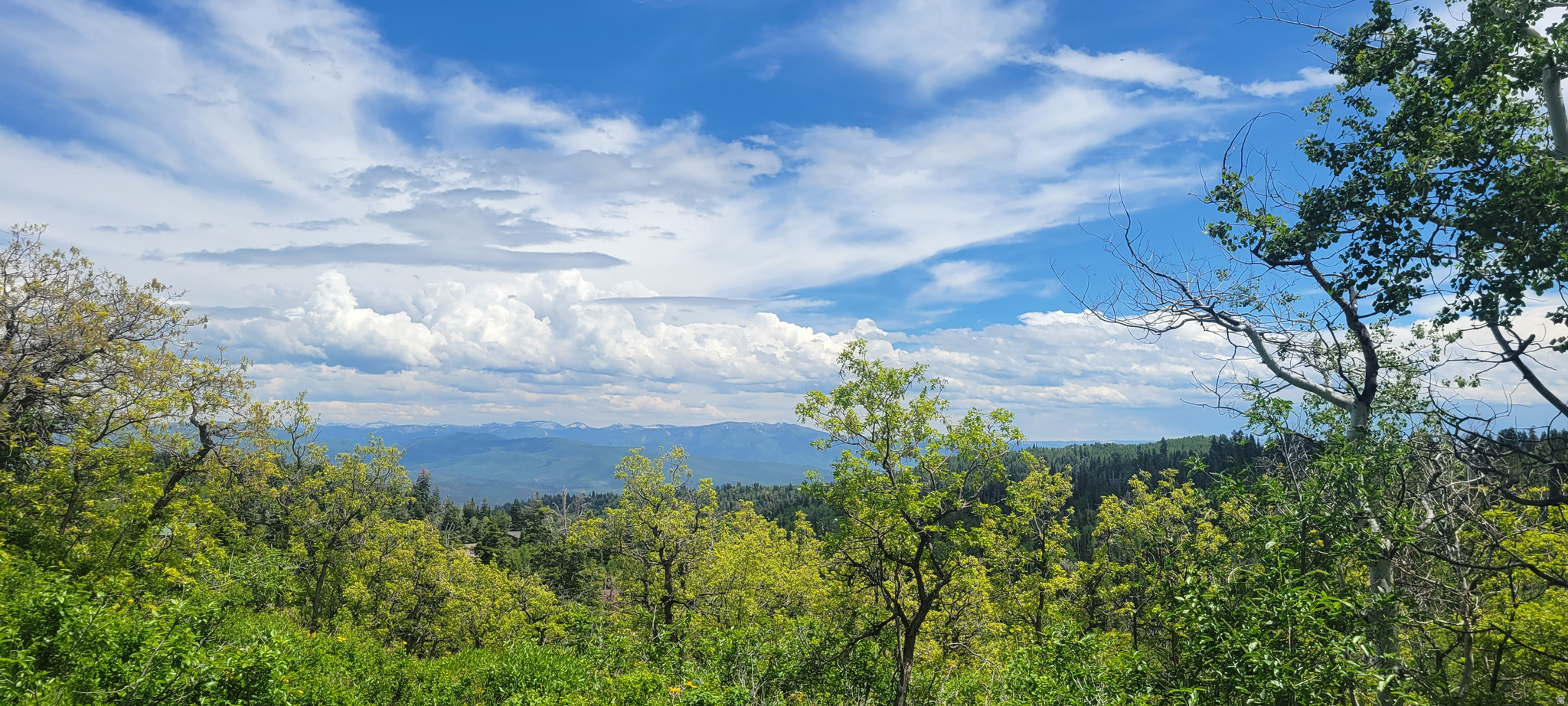 PINE MEADOW RANCH - Land