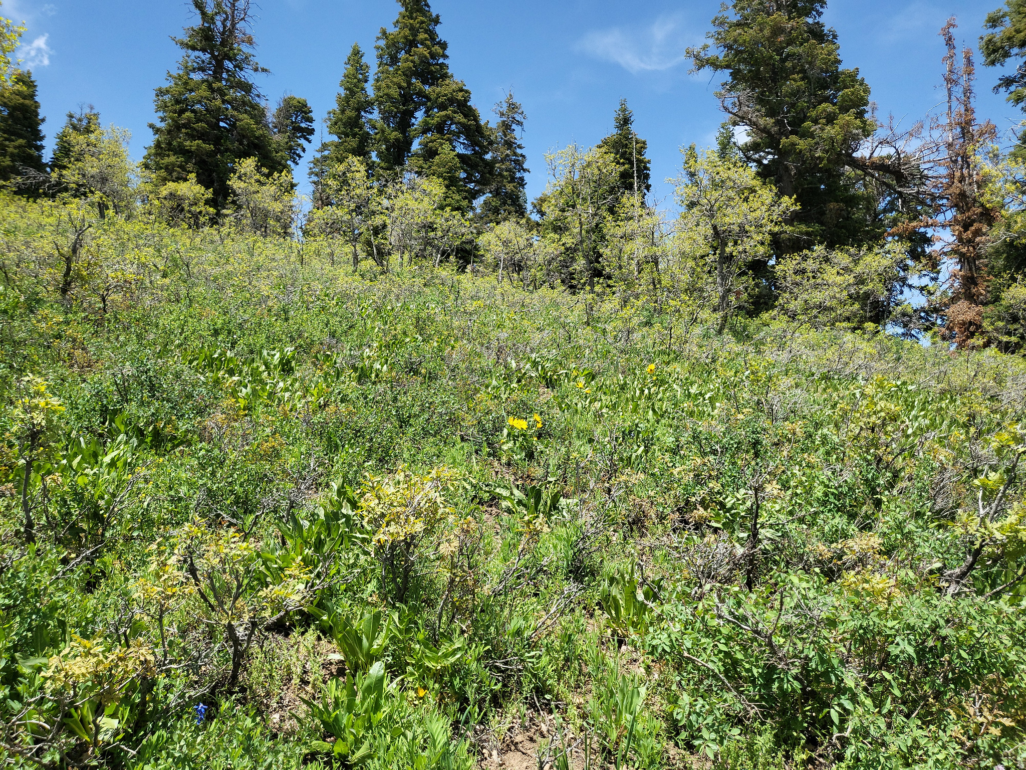 PINE MEADOW RANCH - Land