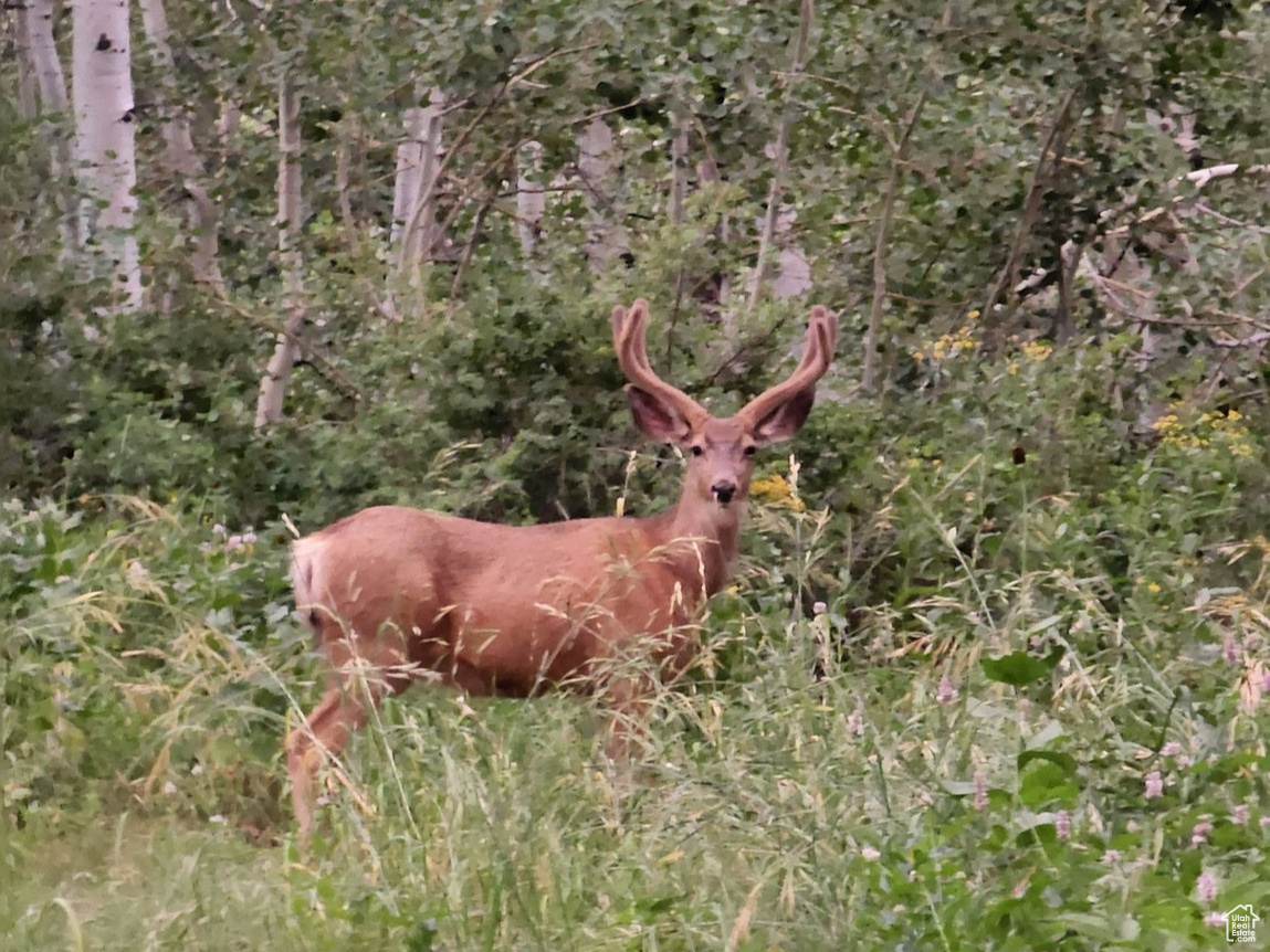 SUNRIDGE - Residential