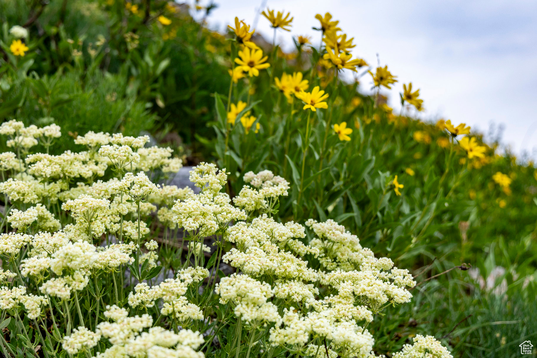 BRIGHTON ESTATES - Land