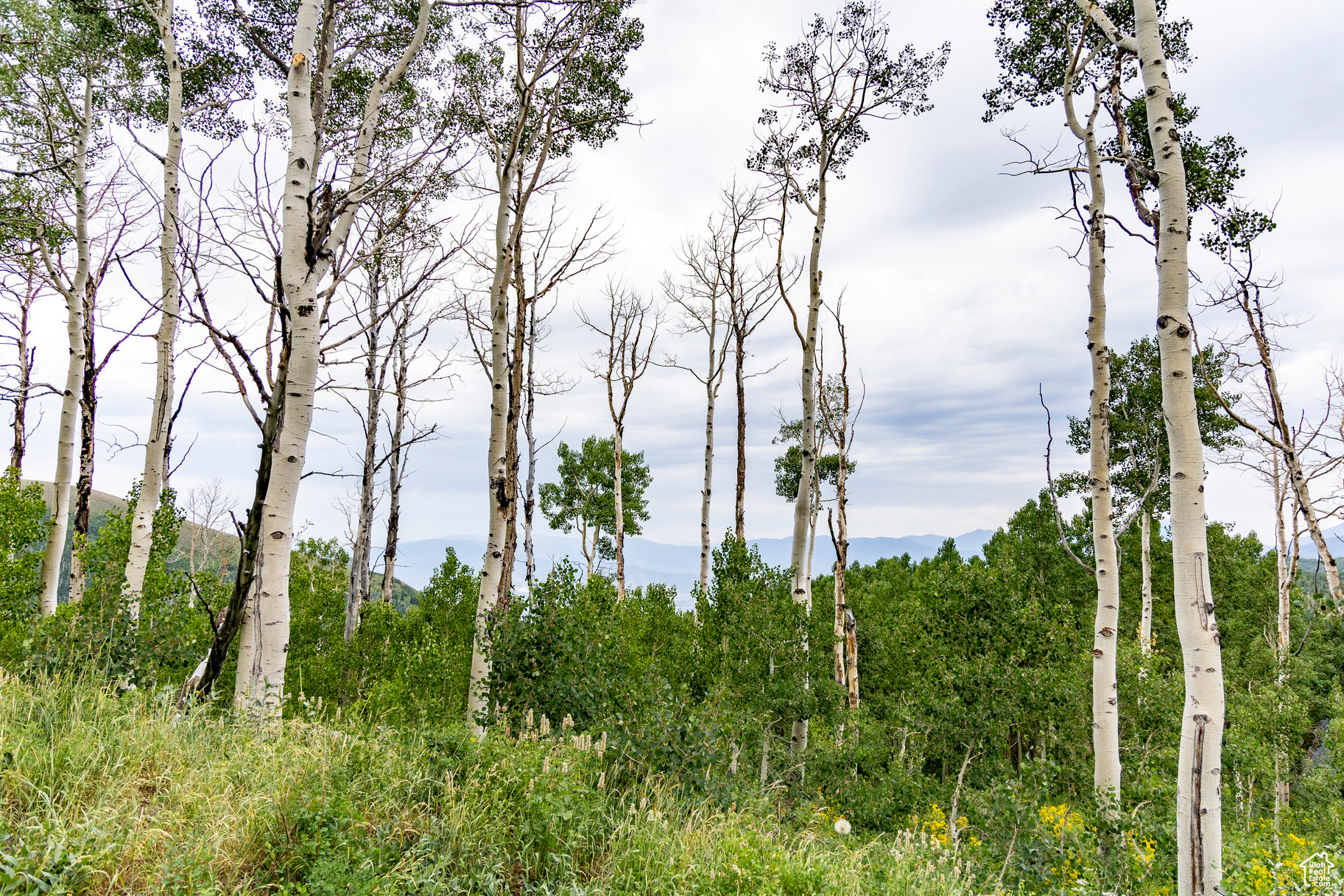 BRIGHTON ESTATES - Land