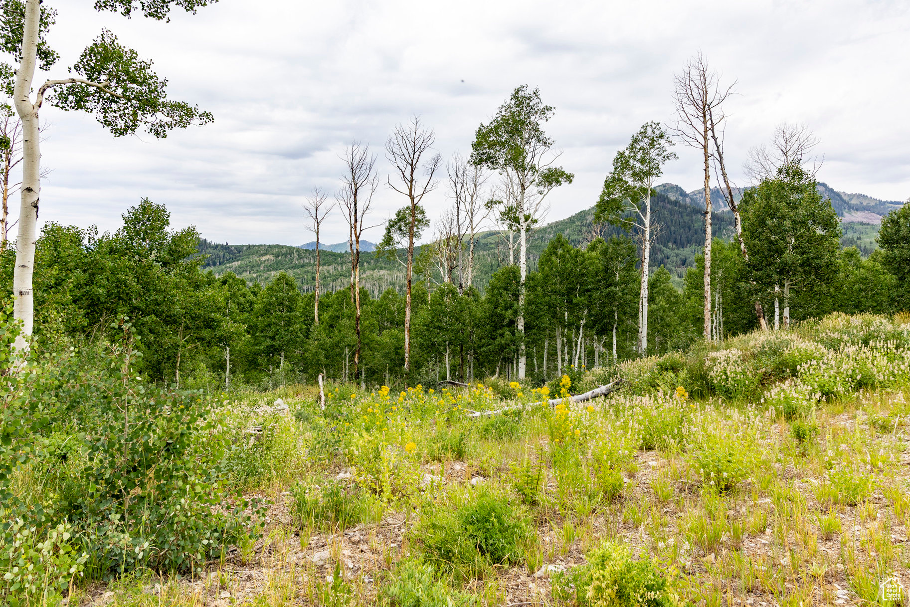 BRIGHTON ESTATES - Land