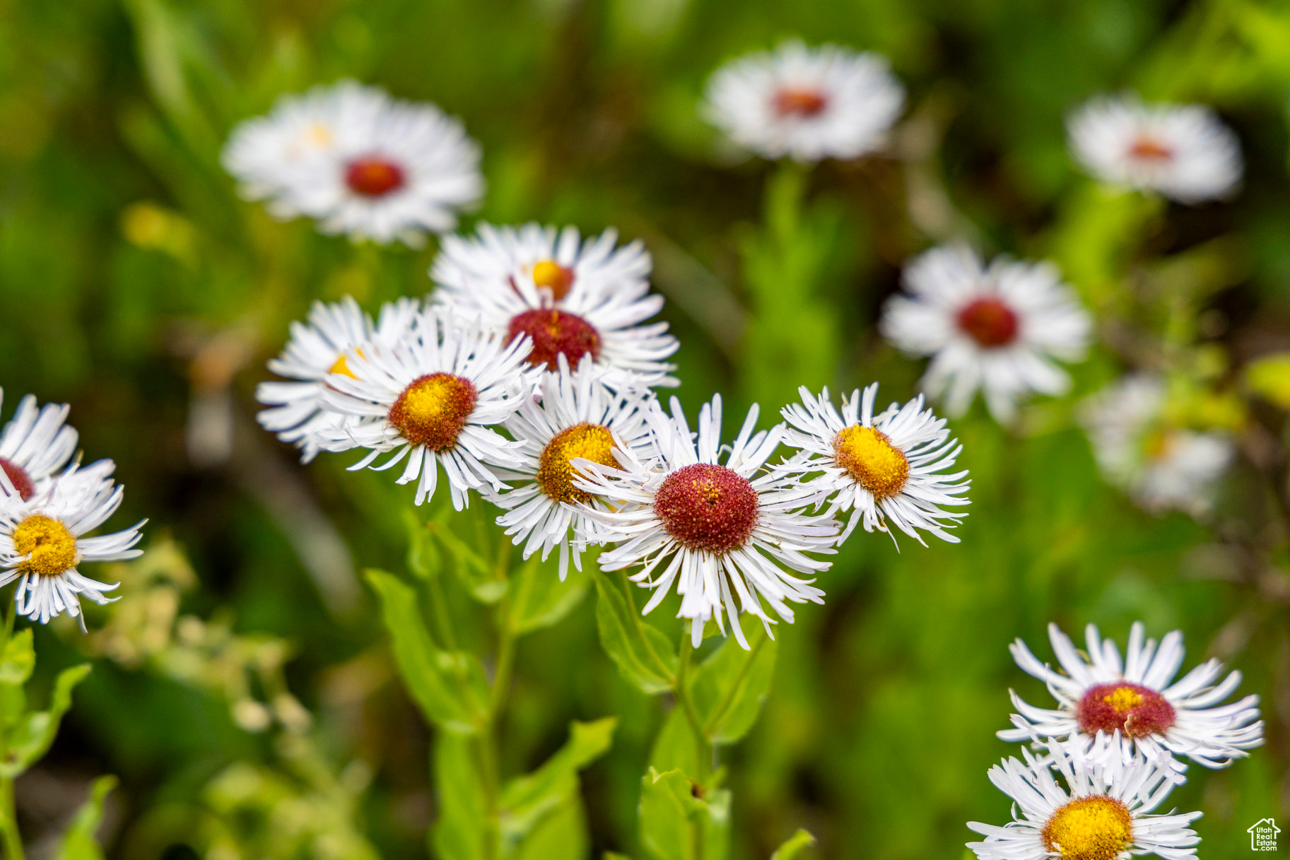 BRIGHTON ESTATES - Land