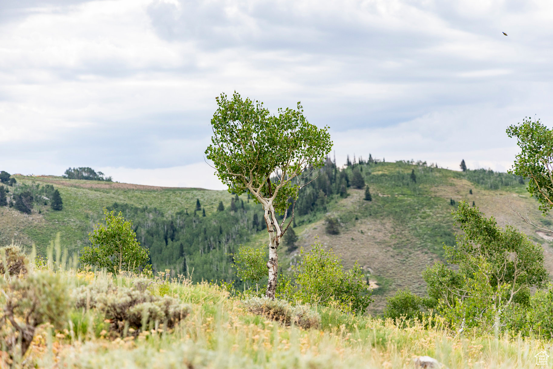 BRIGHTON ESTATES - Land