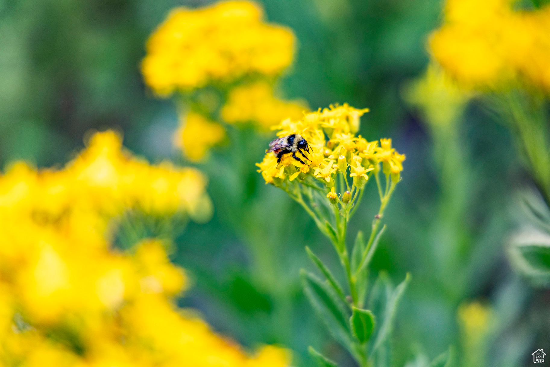 BRIGHTON ESTATES - Land