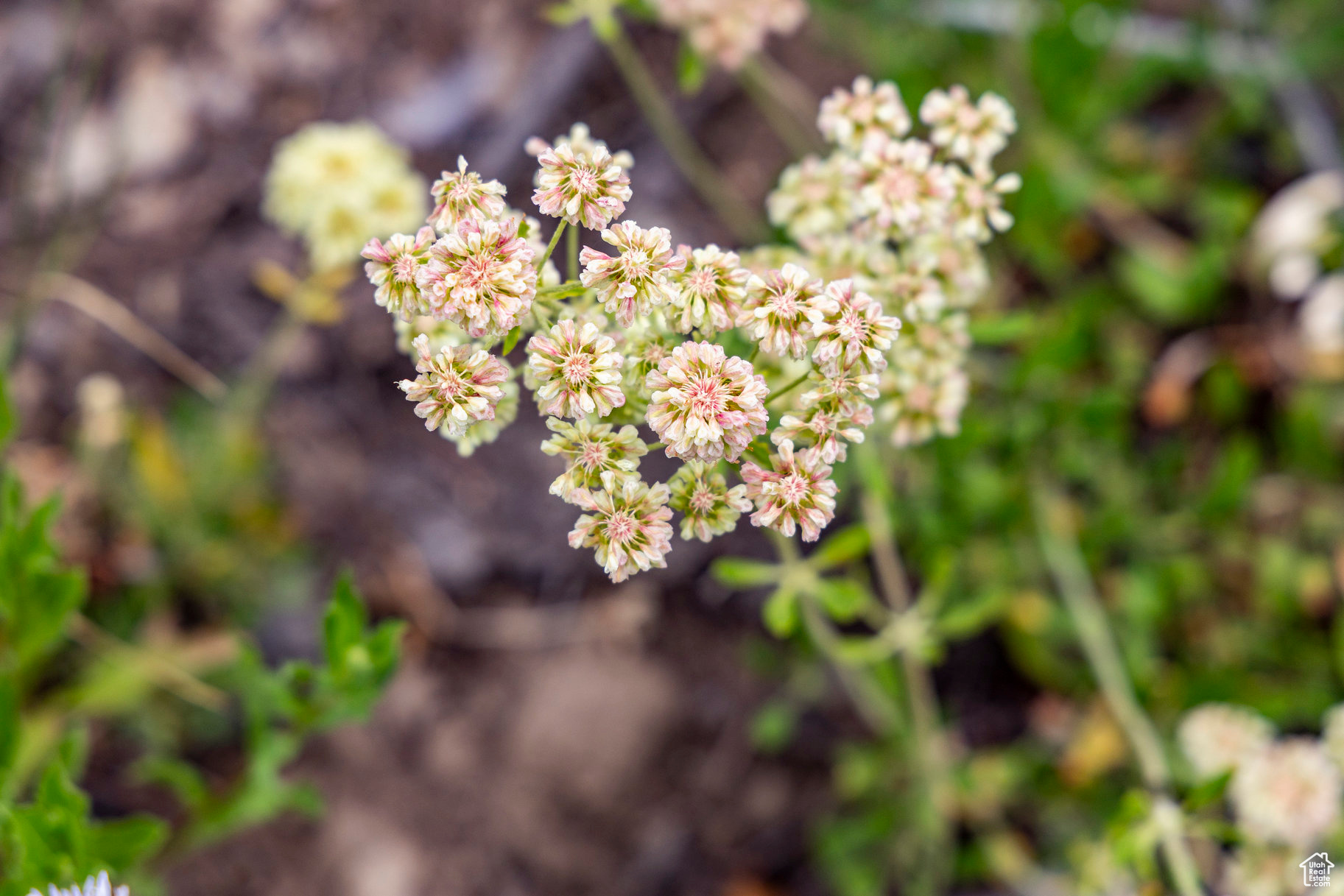 BRIGHTON ESTATES - Land