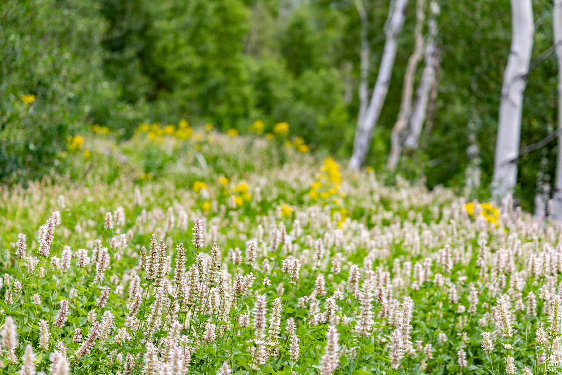 BRIGHTON ESTATES - Land