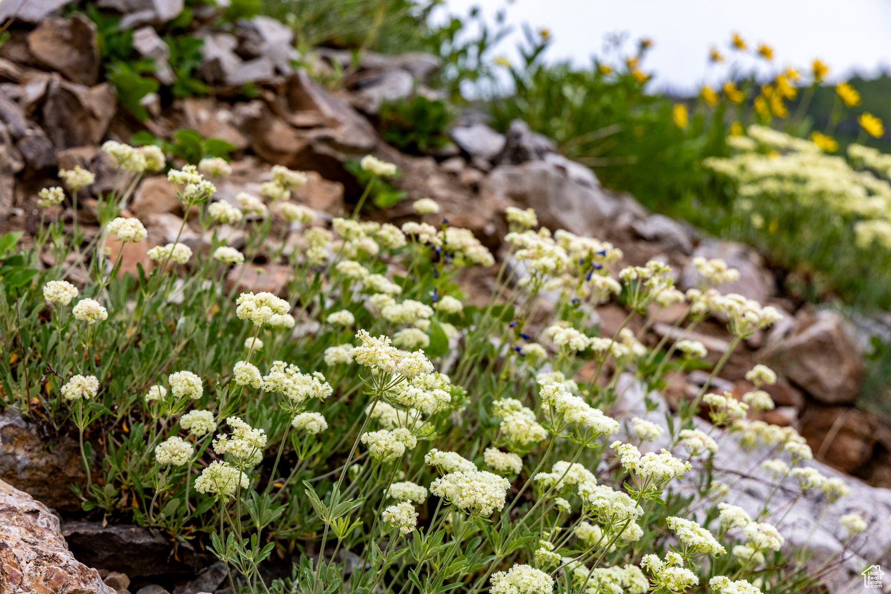 BRIGHTON ESTATES - Land