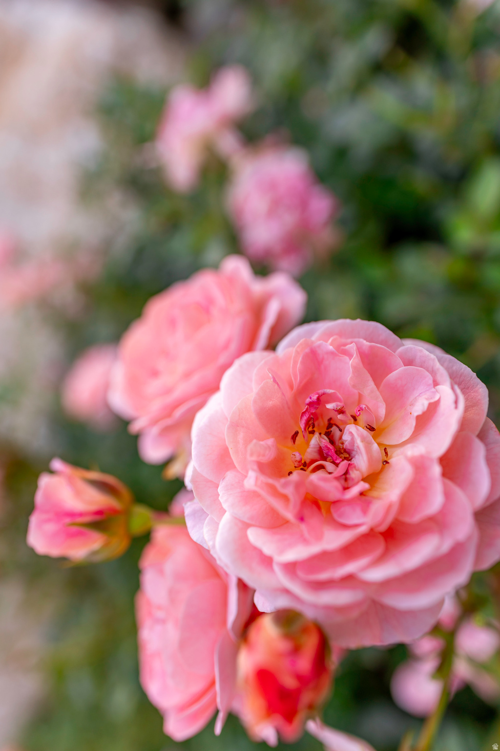 WILLOW CREEK HEIGHTS - Residential