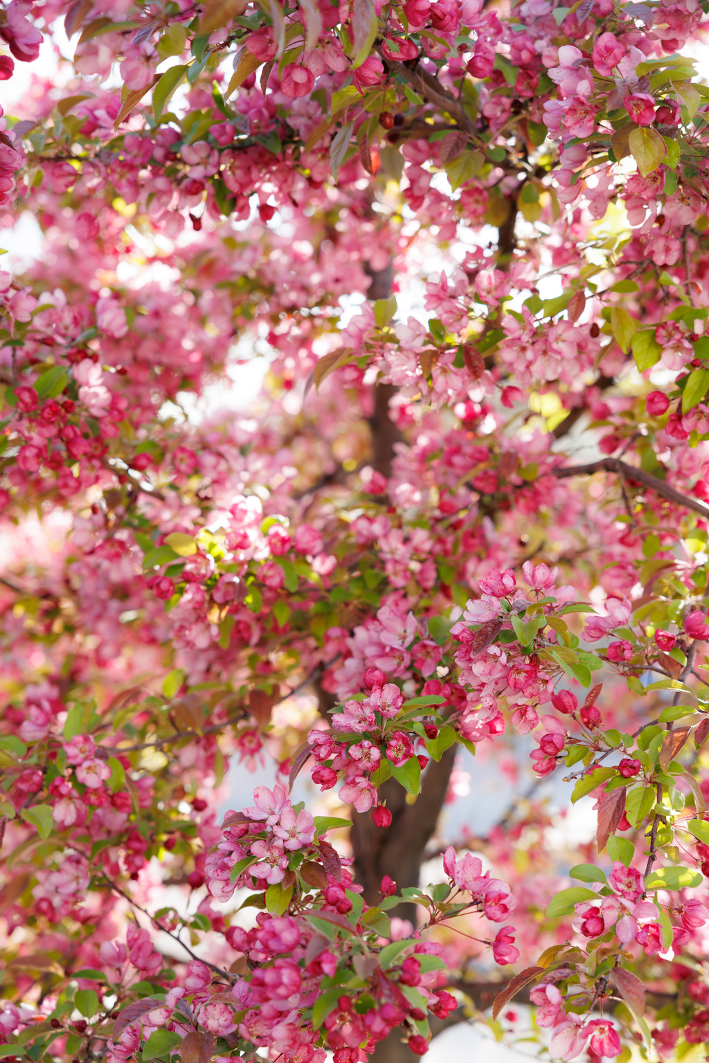 WILLOW CREEK HEIGHTS - Residential