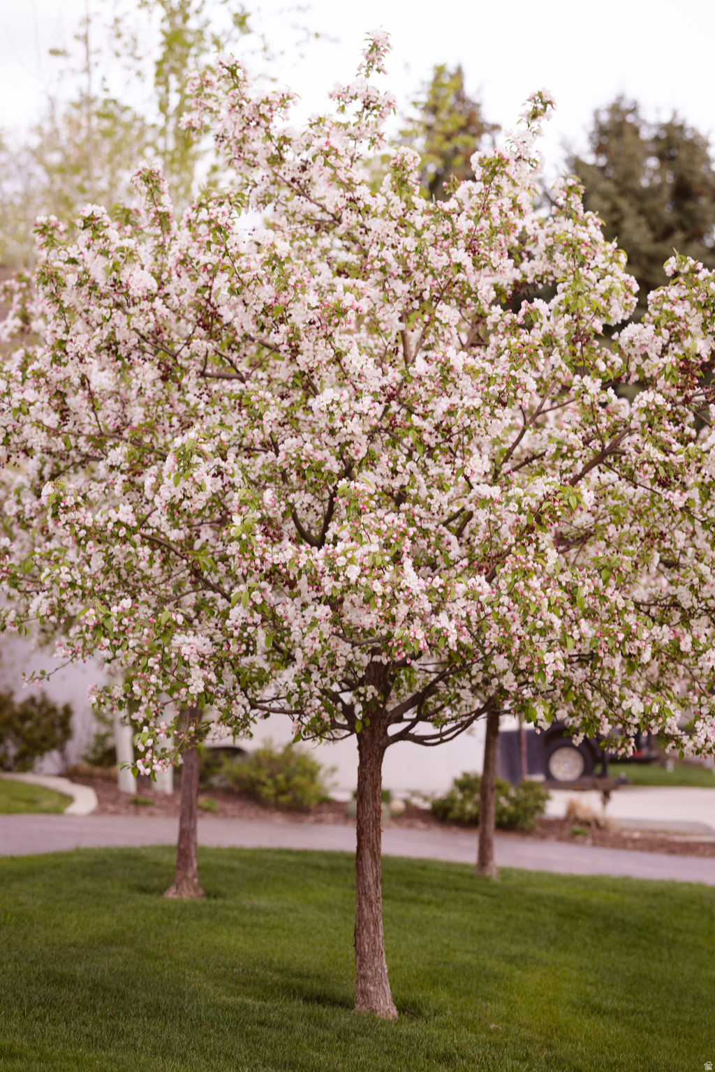 WILLOW CREEK HEIGHTS - Residential