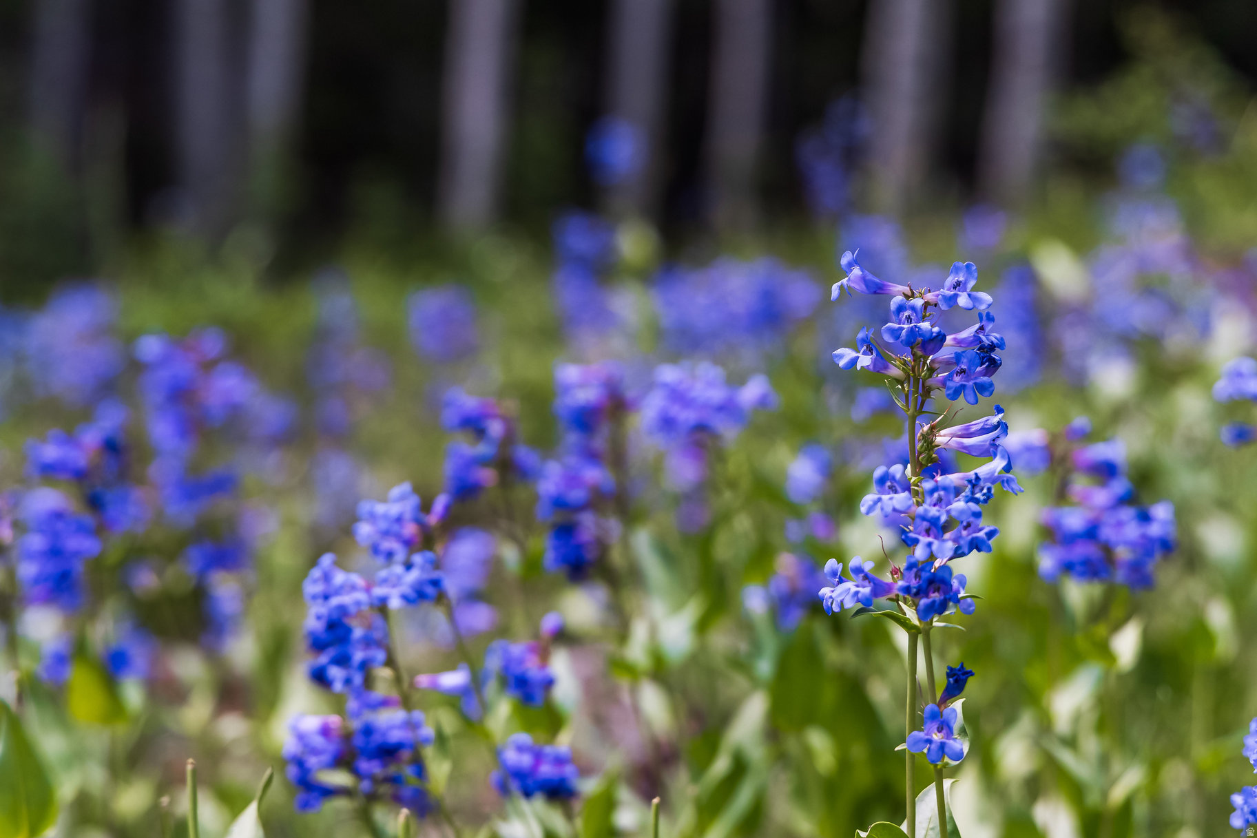 COLONY AT WHITE PINE CANYON - Land
