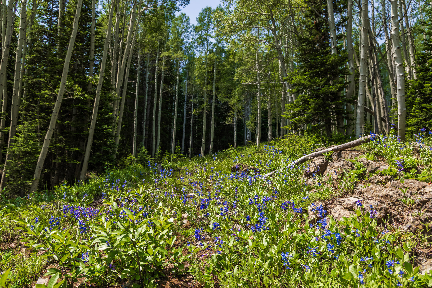 COLONY AT WHITE PINE CANYON - Land