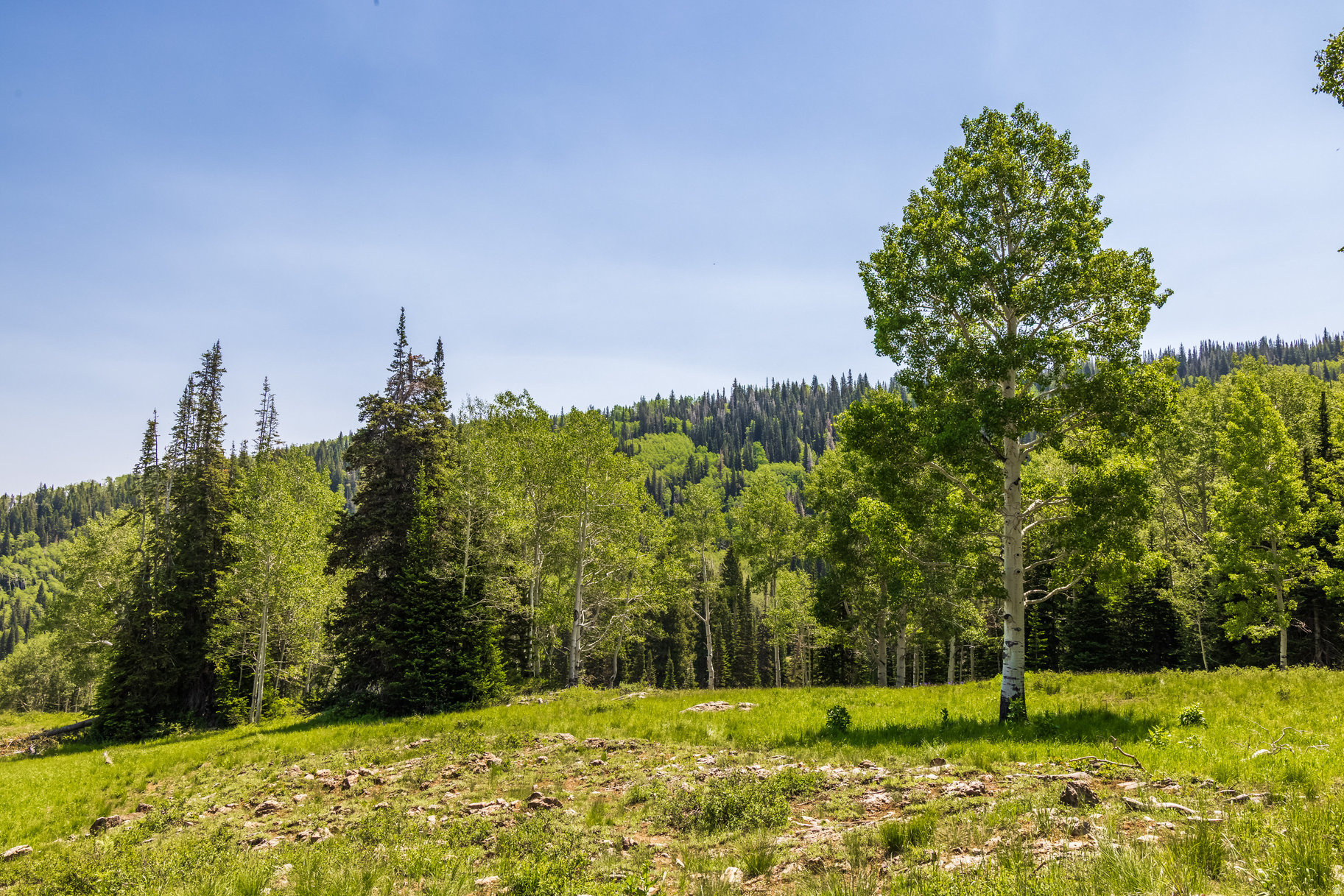 COLONY AT WHITE PINE CANYON - Land