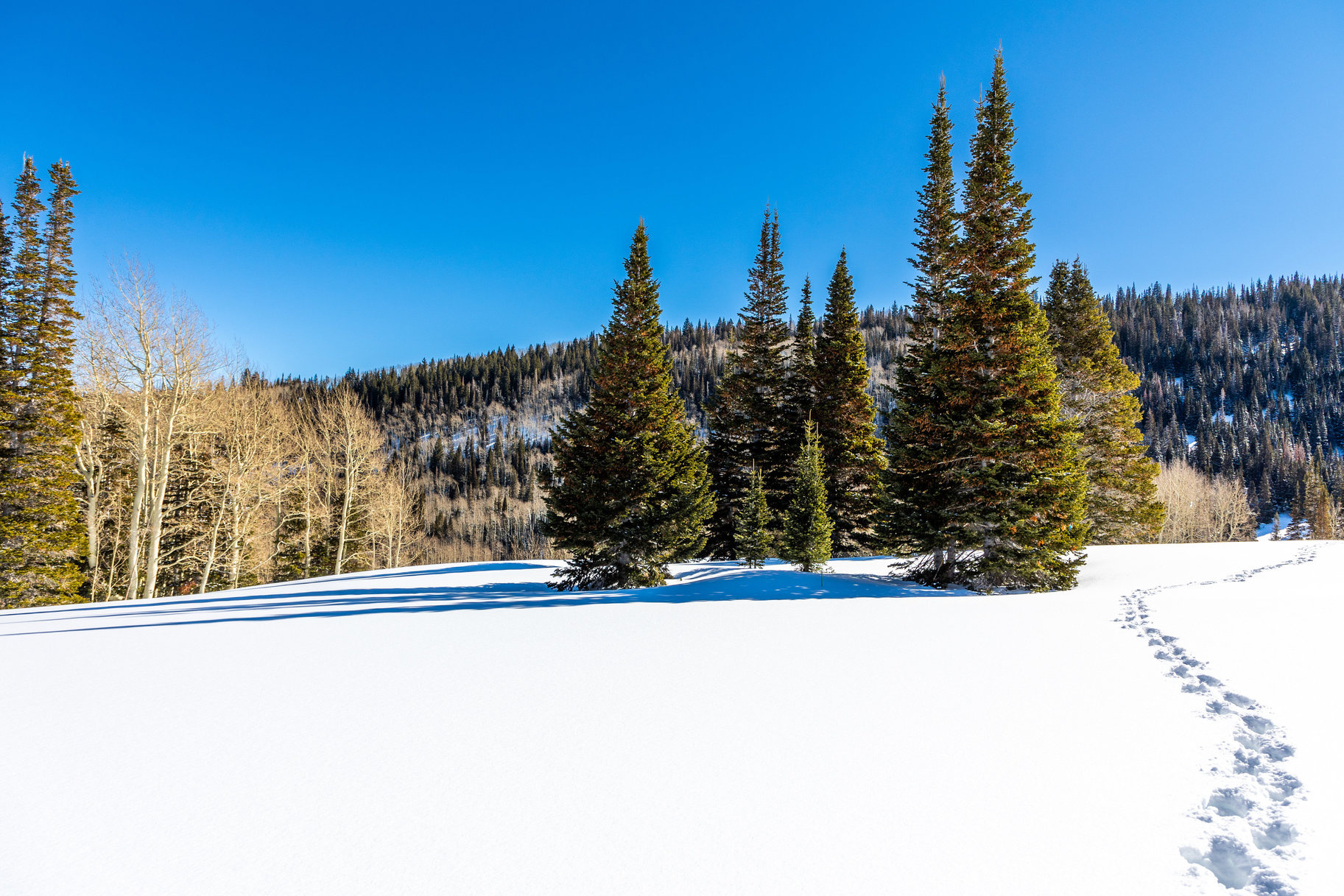 COLONY AT WHITE PINE CANYON - Land