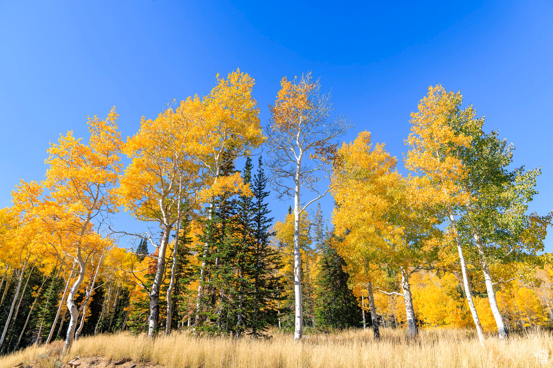 COLONY AT WHITE PINE CANYON - Land