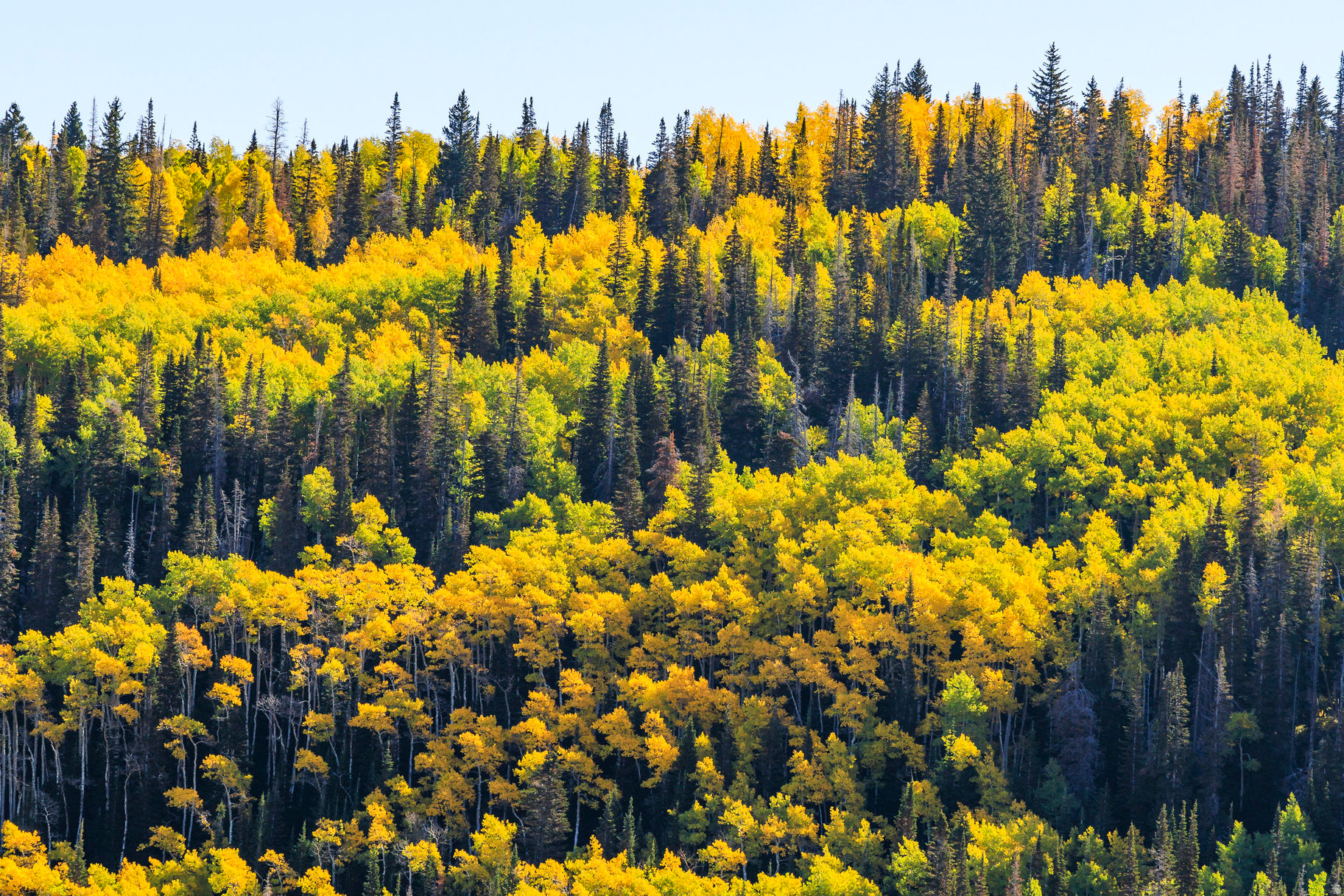 COLONY AT WHITE PINE CANYON - Land