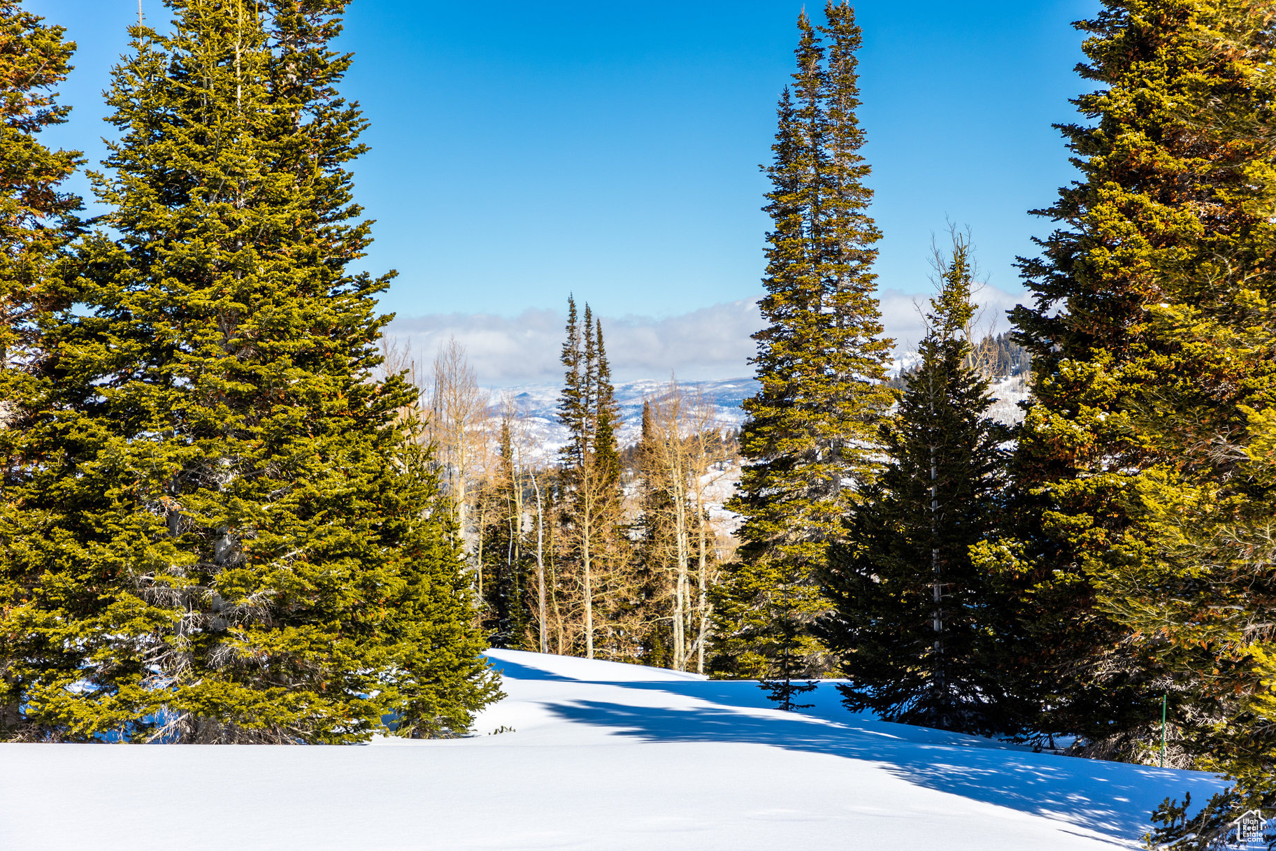 COLONY AT WHITE PINE CANYON - Land