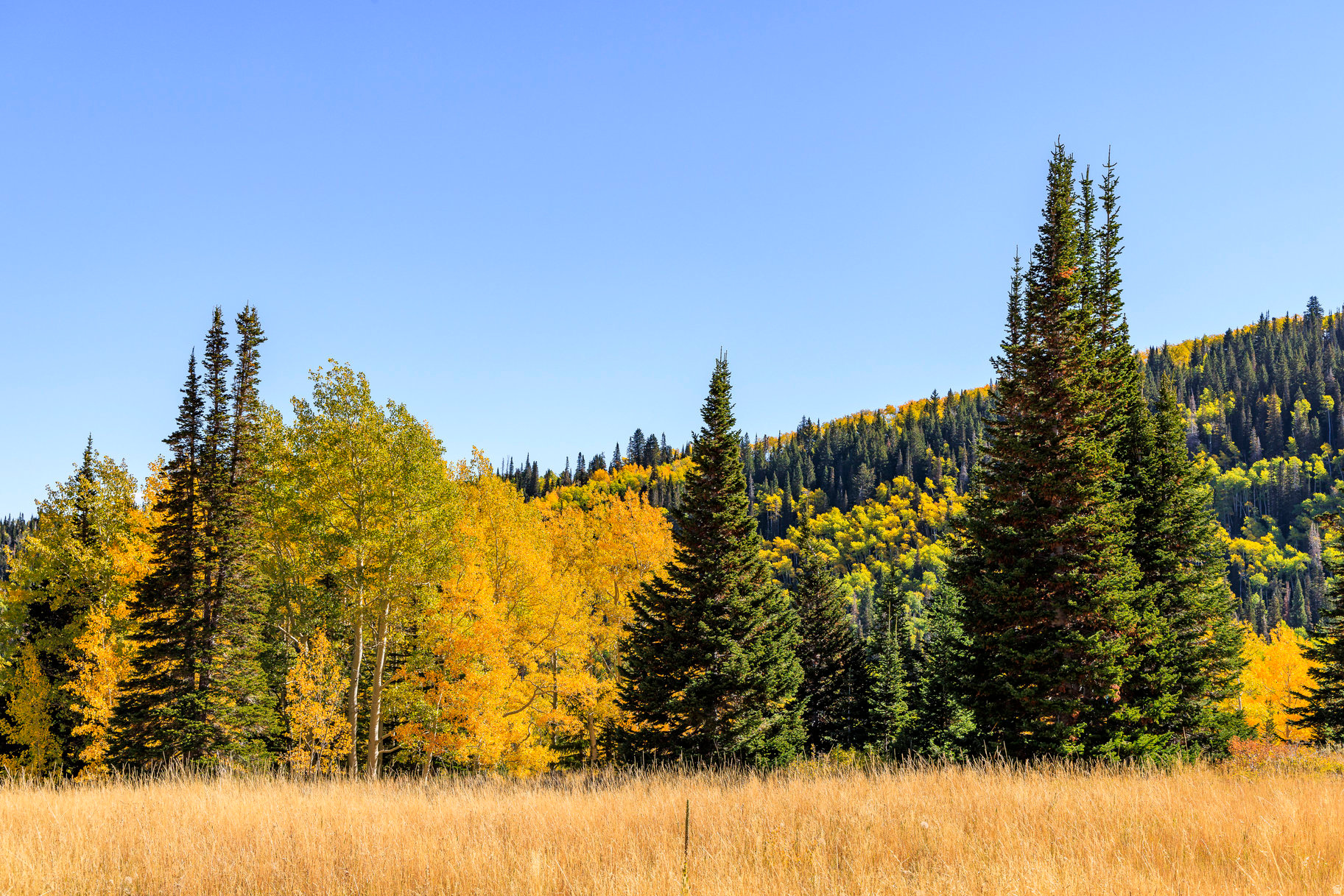 COLONY AT WHITE PINE CANYON - Land