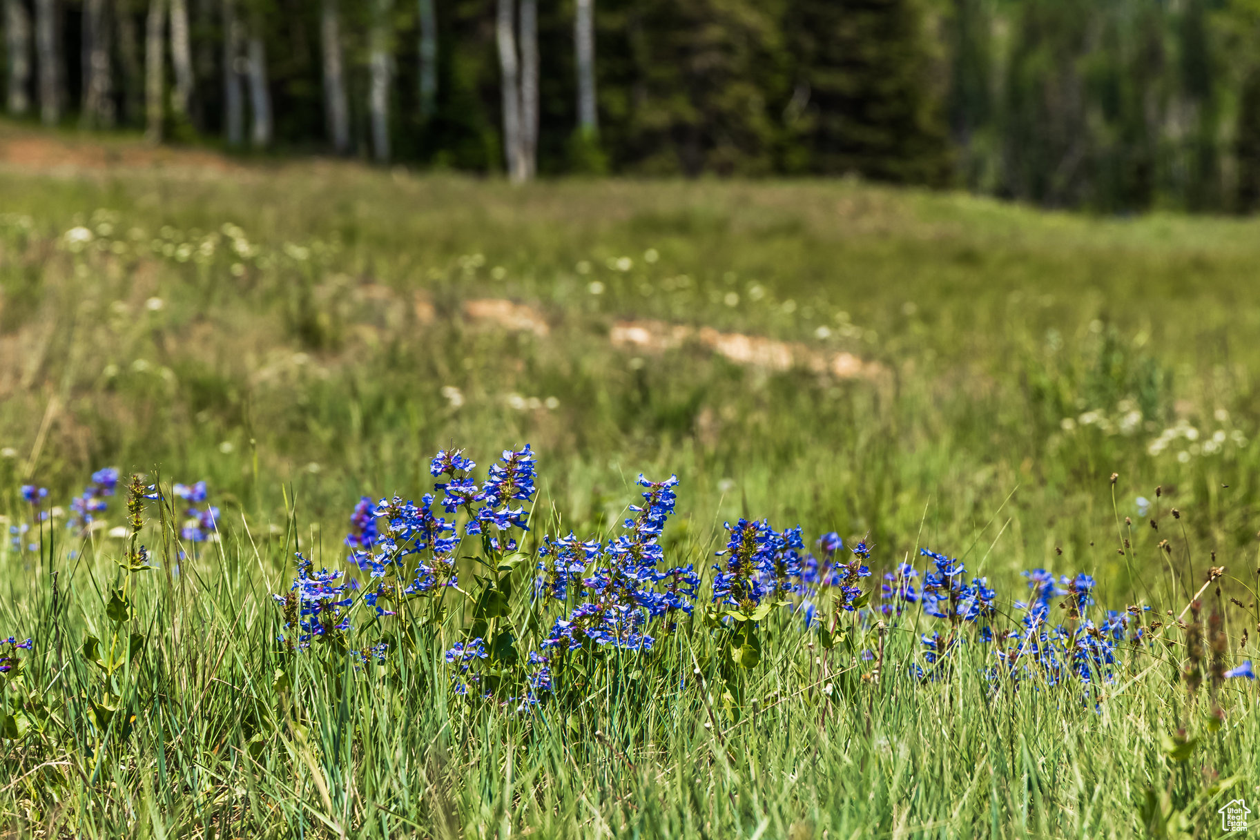 COLONY AT WHITE PINE CANYON - Land