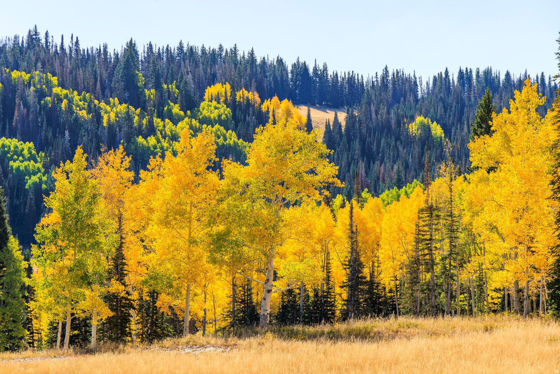 COLONY AT WHITE PINE CANYON - Land