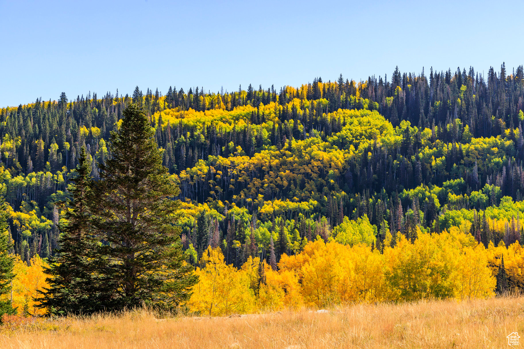 COLONY AT WHITE PINE CANYON - Land