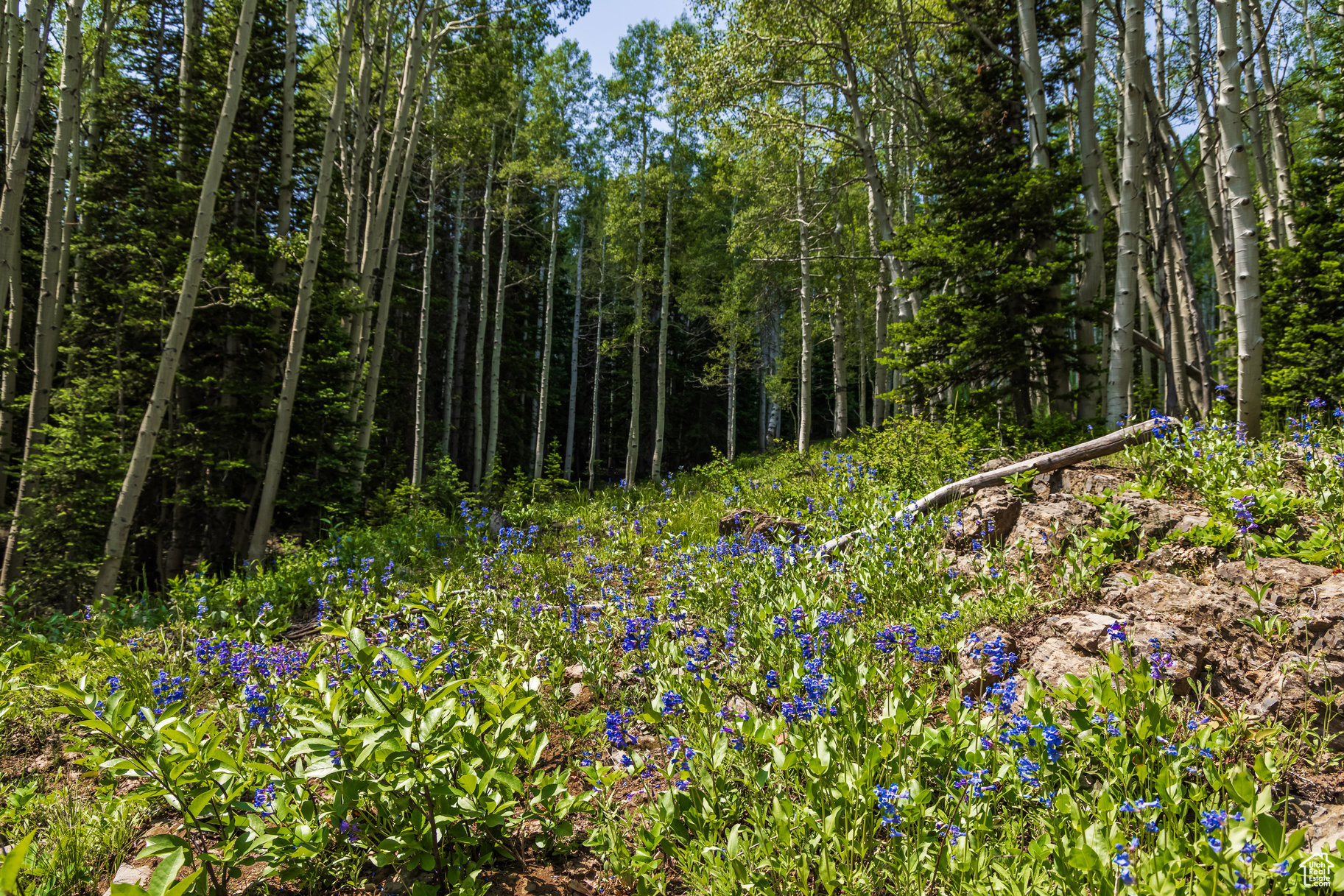 COLONY AT WHITE PINE CANYON - Land